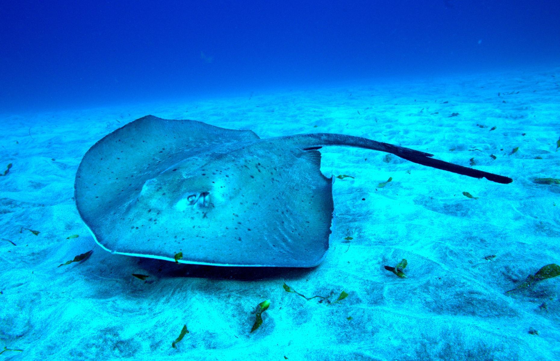 22. Common stingray