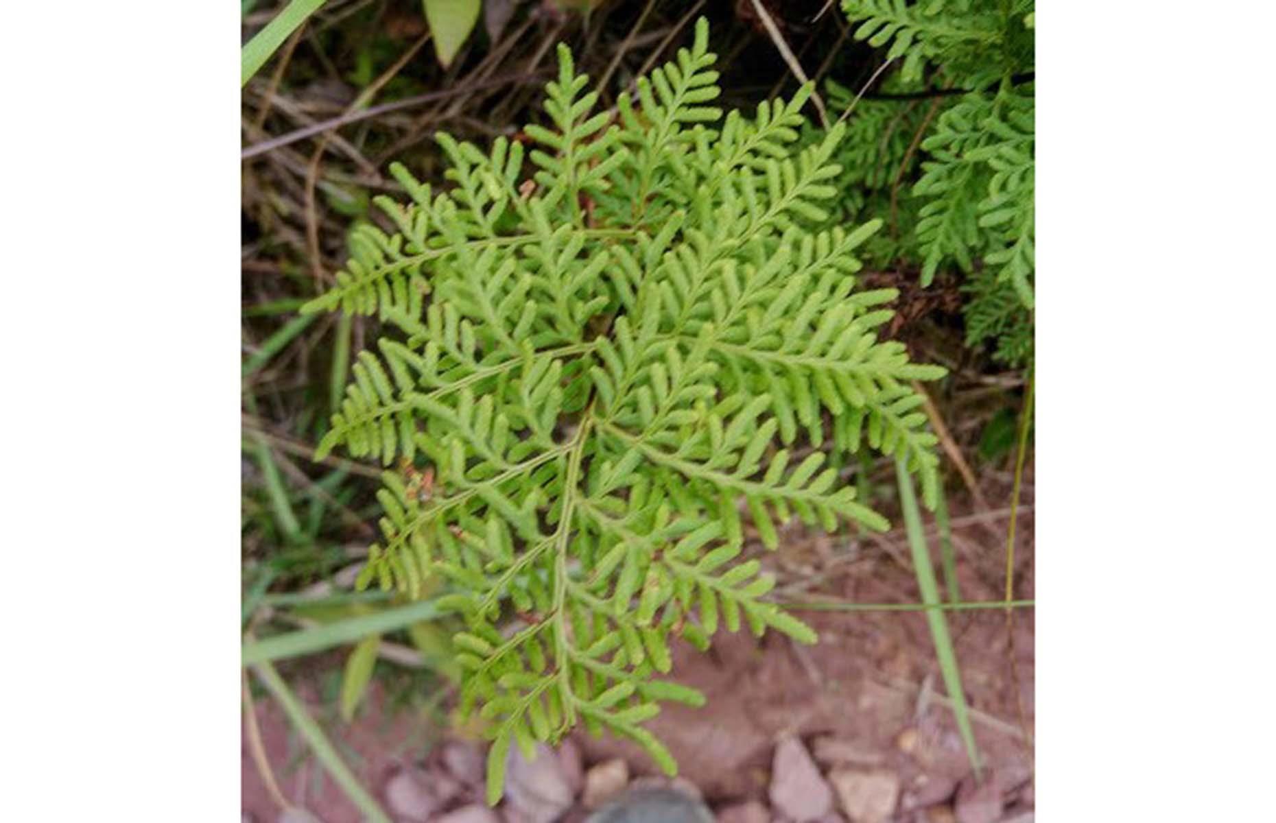 Lady Gaga ferns