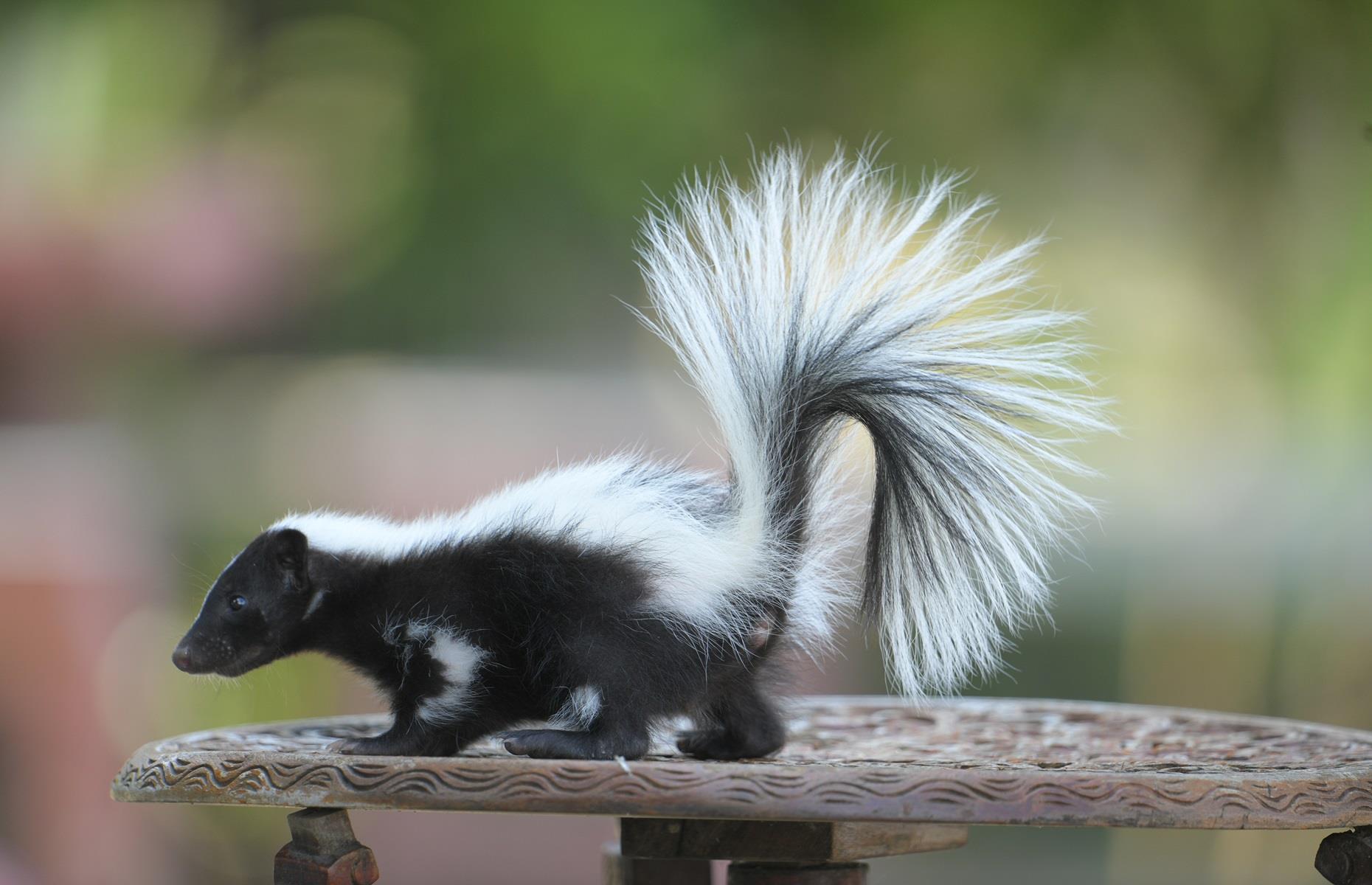 Protected species: skunks