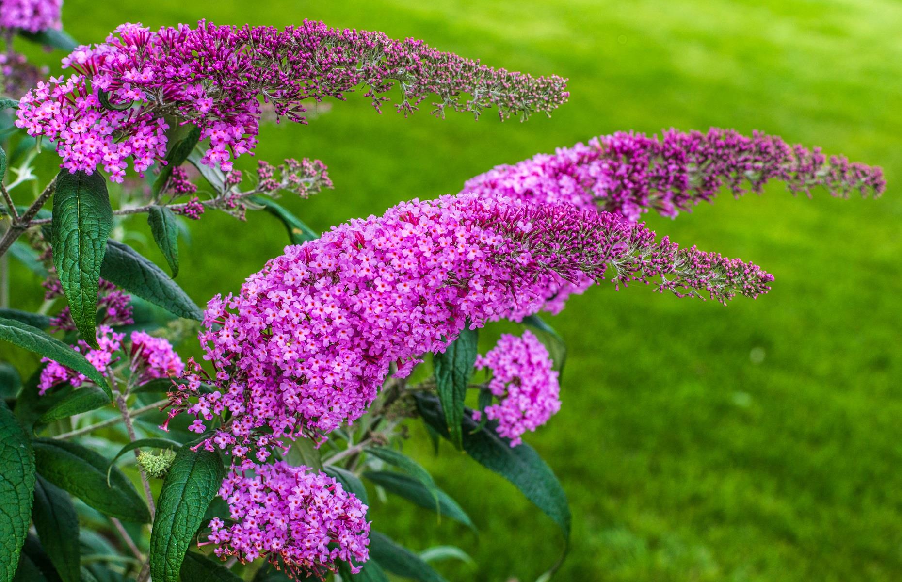 What problems can butterfly bush cause?