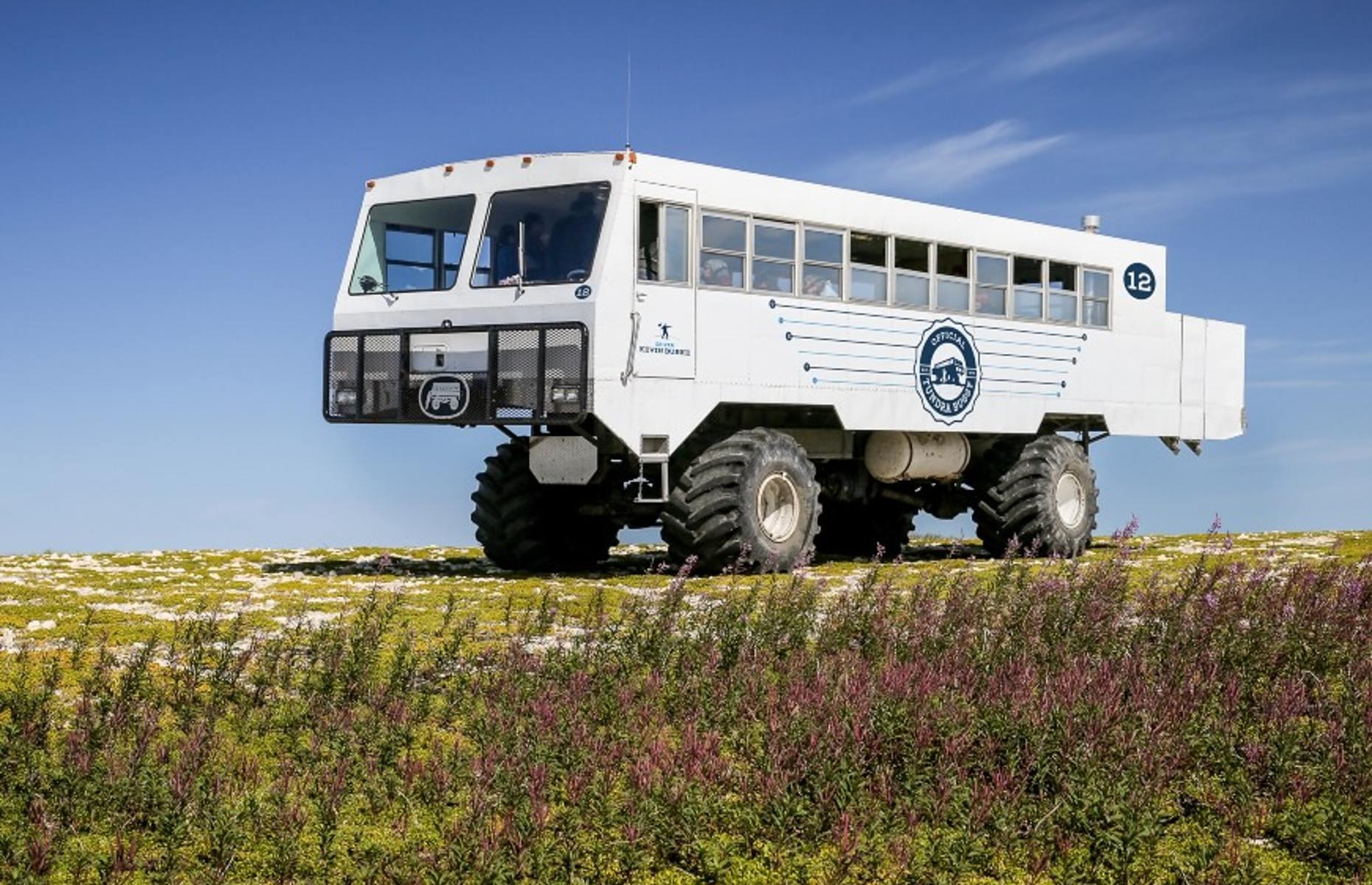 Spot polar bears, Churchill, Manitoba