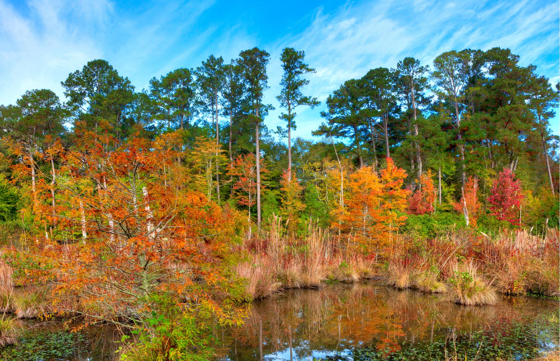 Mississippi: Cypress Swamp, Natchez Trace Parkway