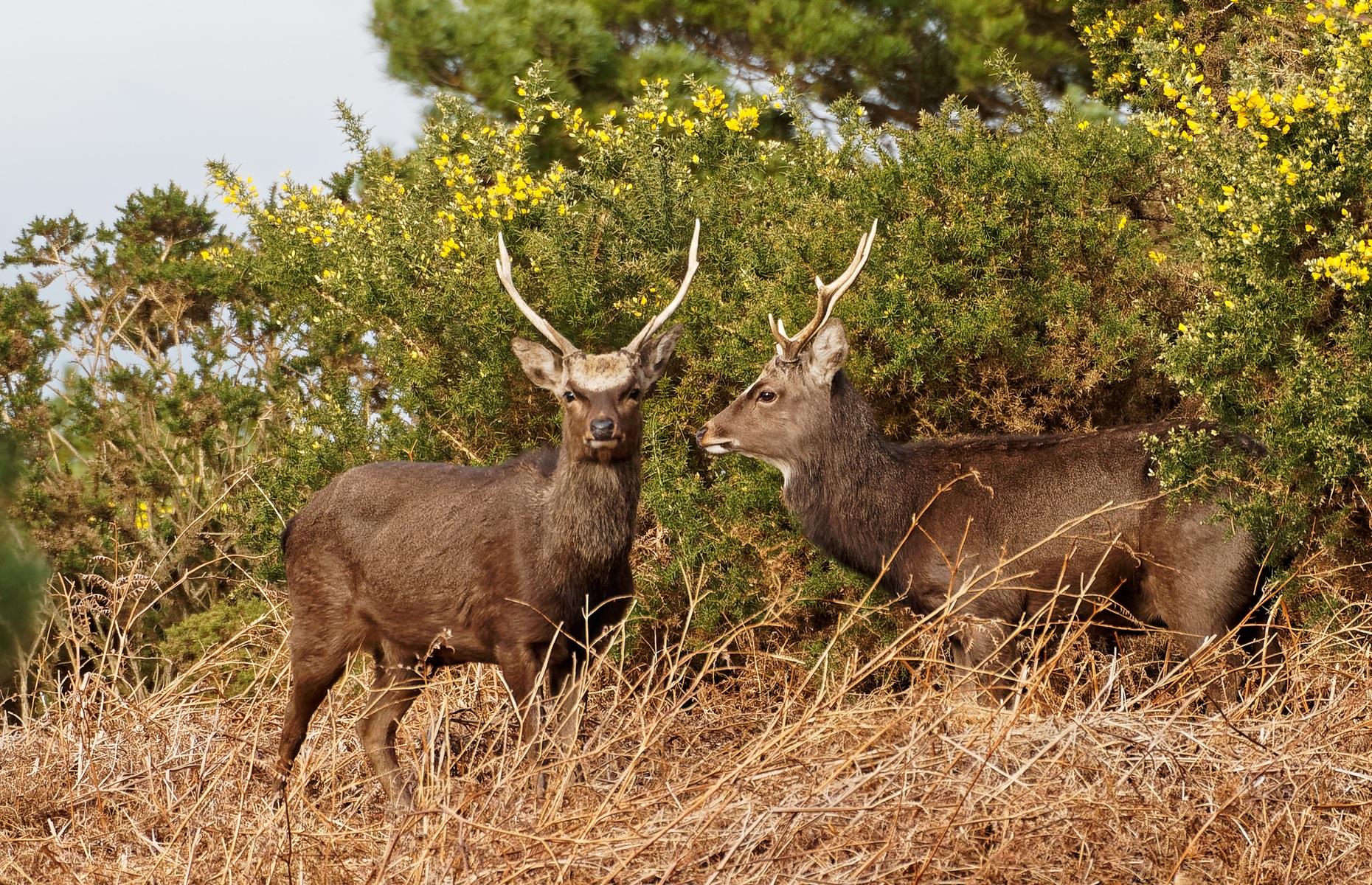Protected species: wild deer