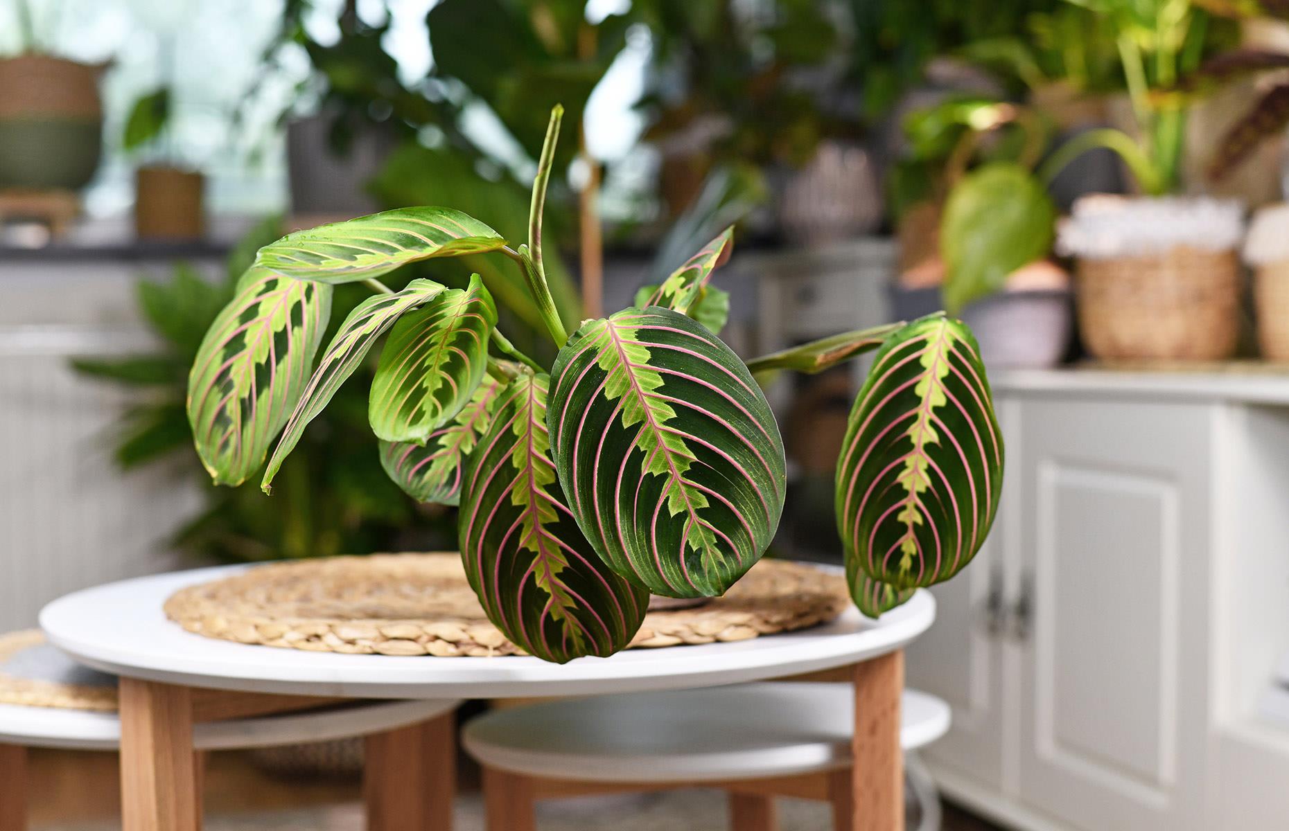 Maranta Leuconeura Fascinator