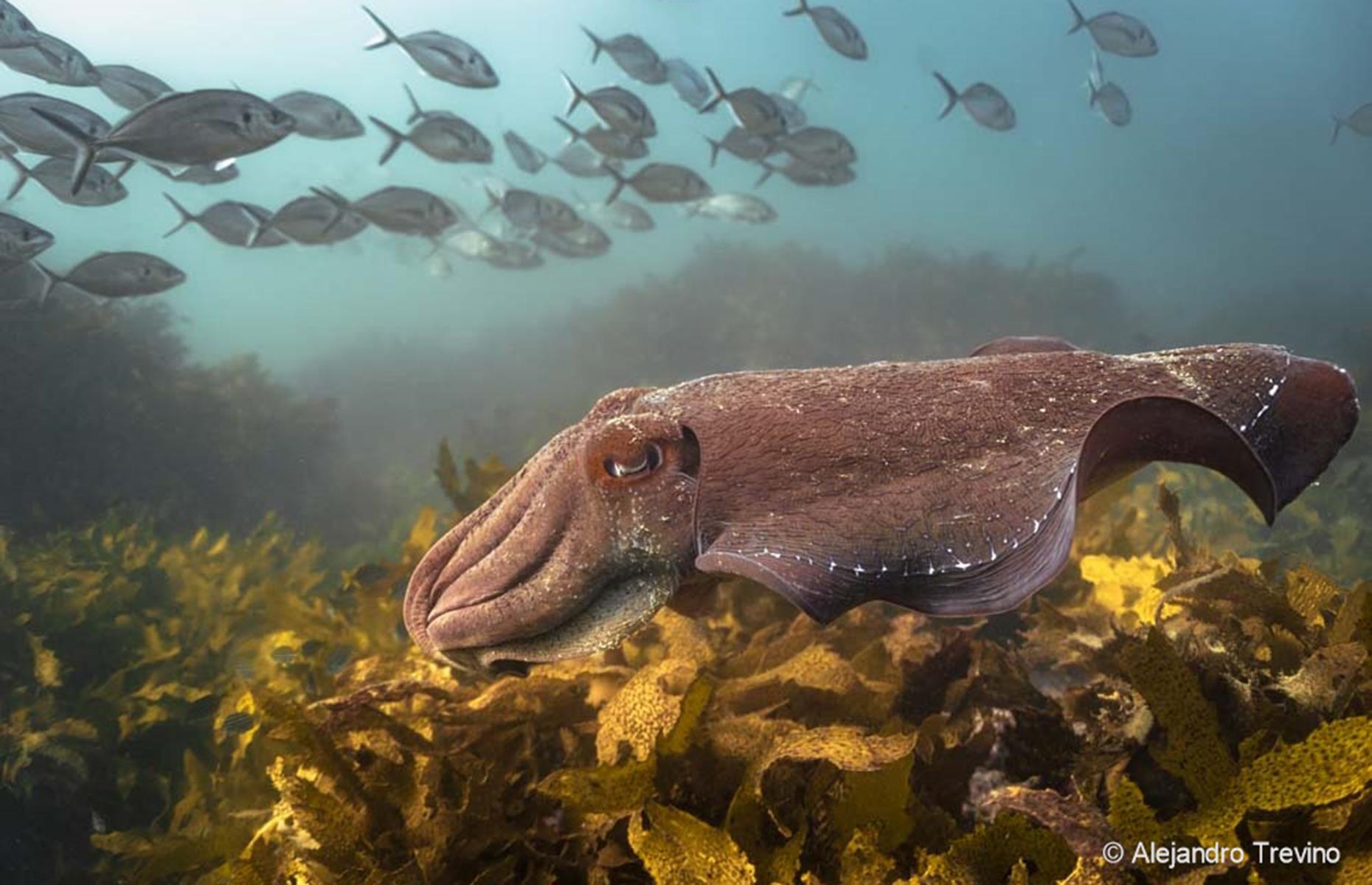 Giant Cuttlefish and the Winter Garden by Alejandro Trevino