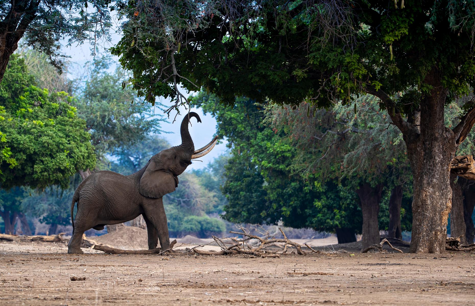 Elephants can't jump