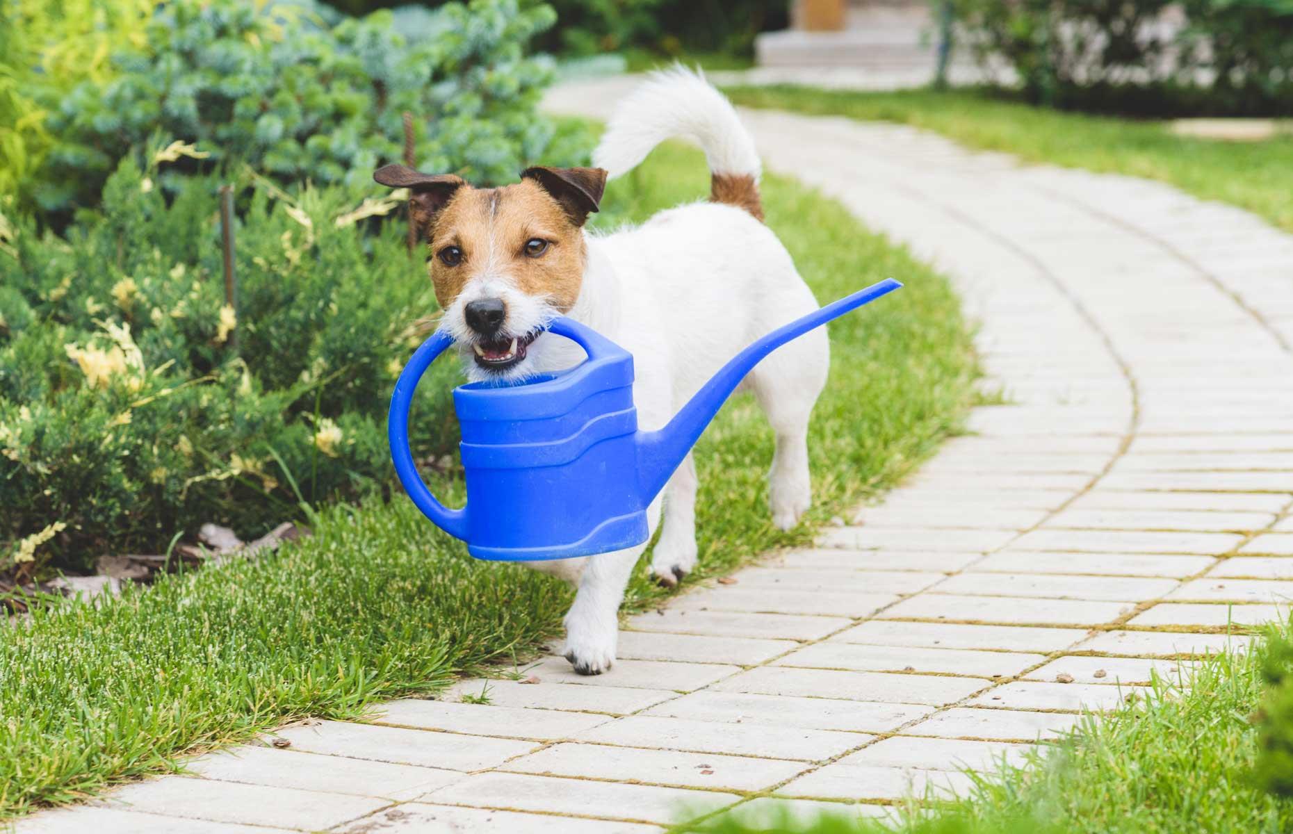 Causing pets harm