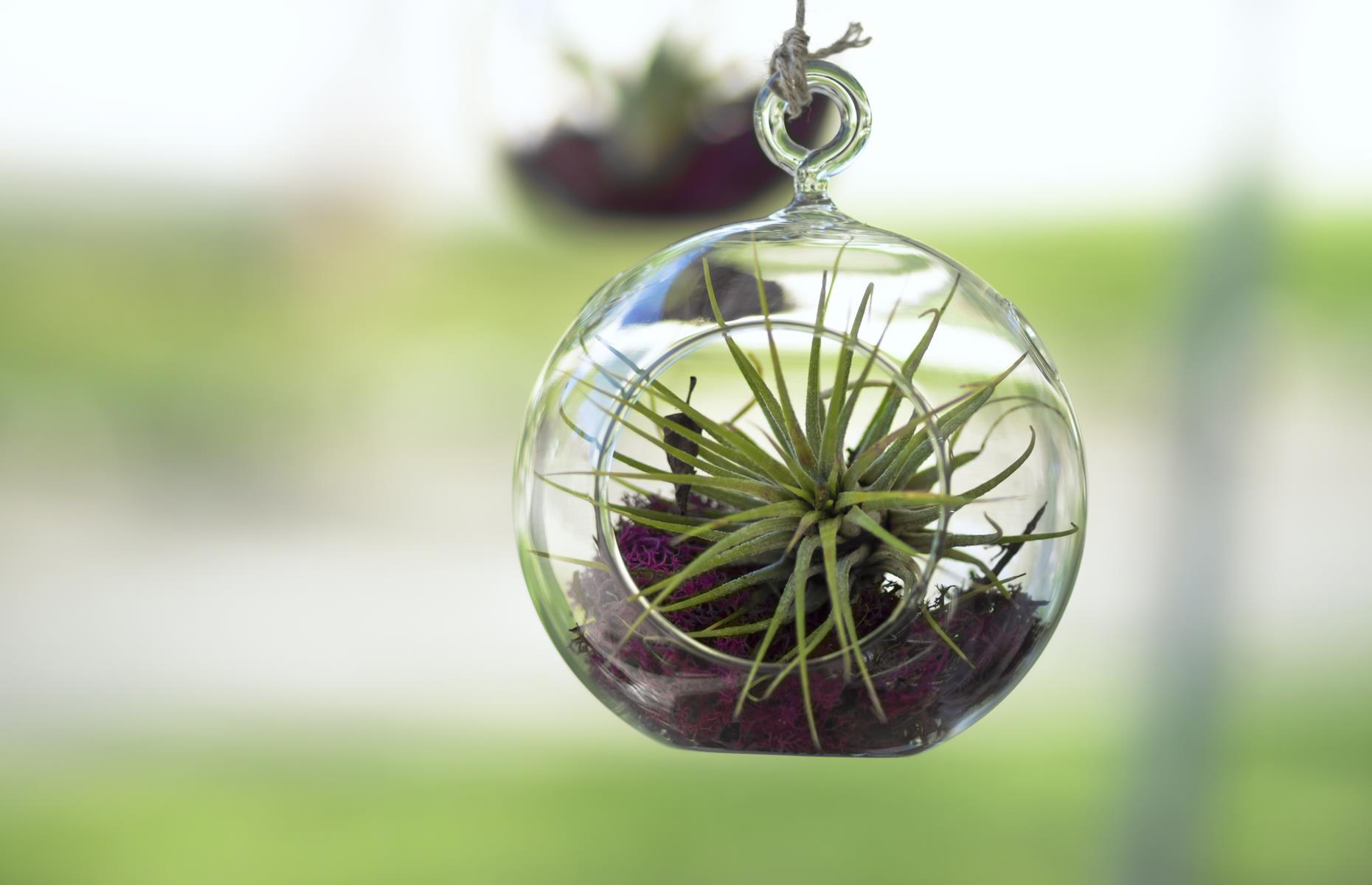 Dónde colocar una planta de aire