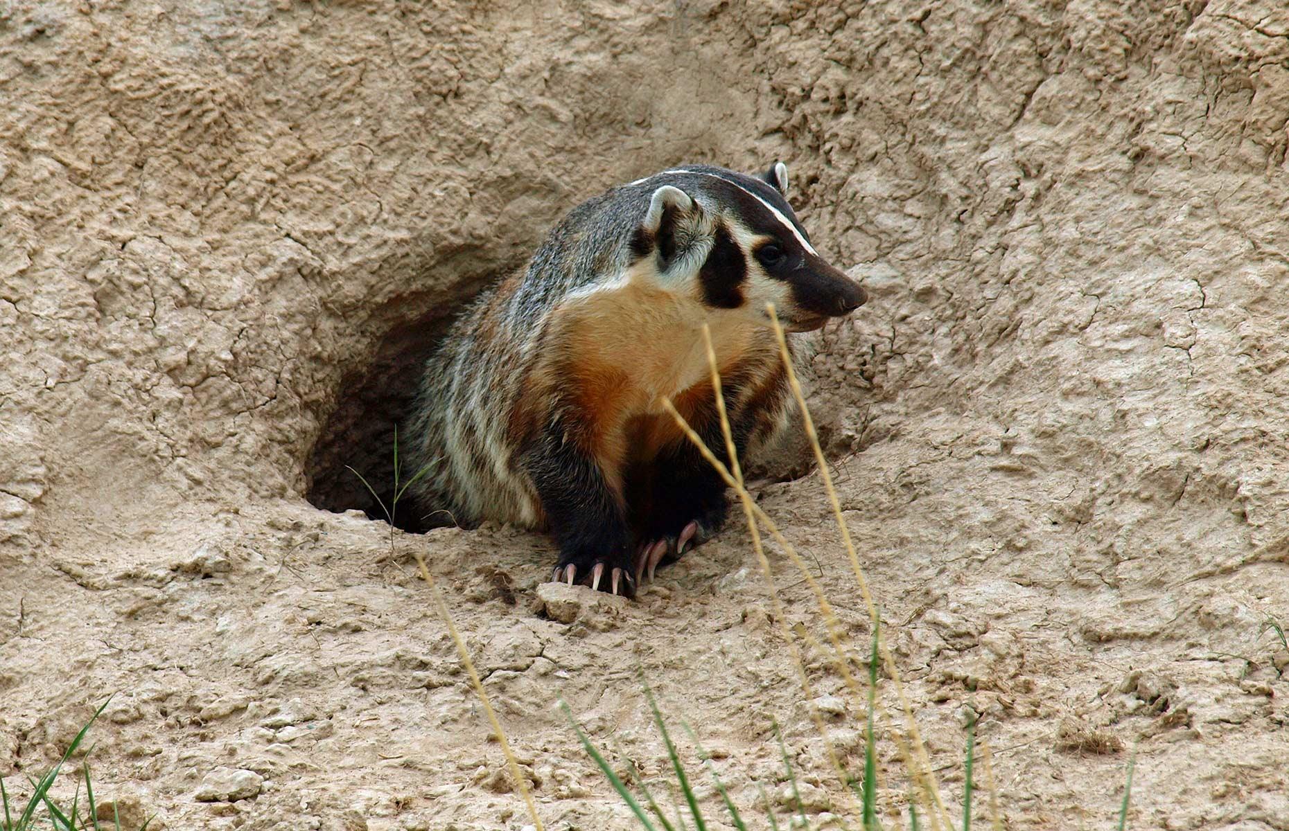 How to get rid of badgers legally