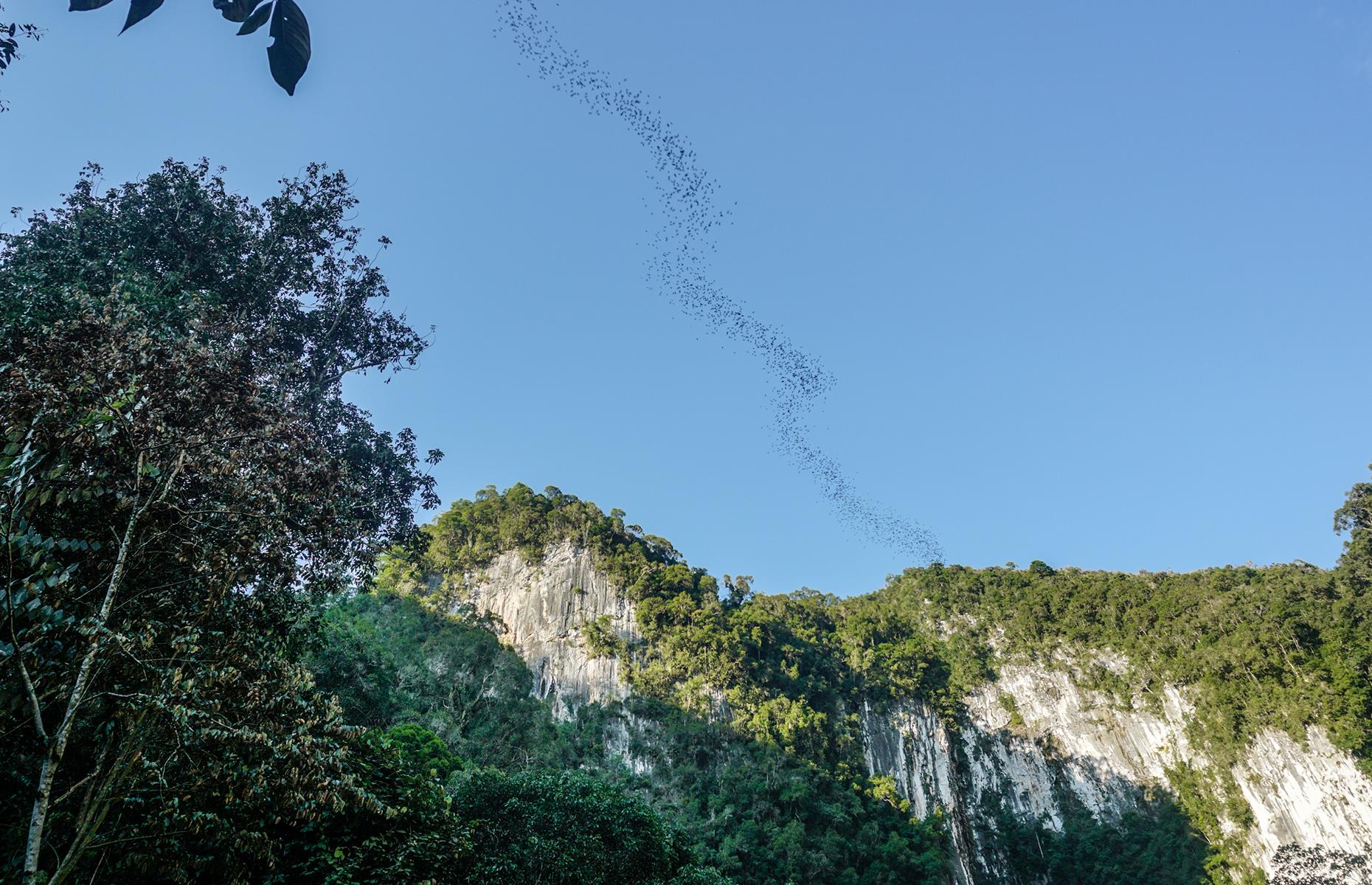 Bat exodus from Deer Cave, Malaysia