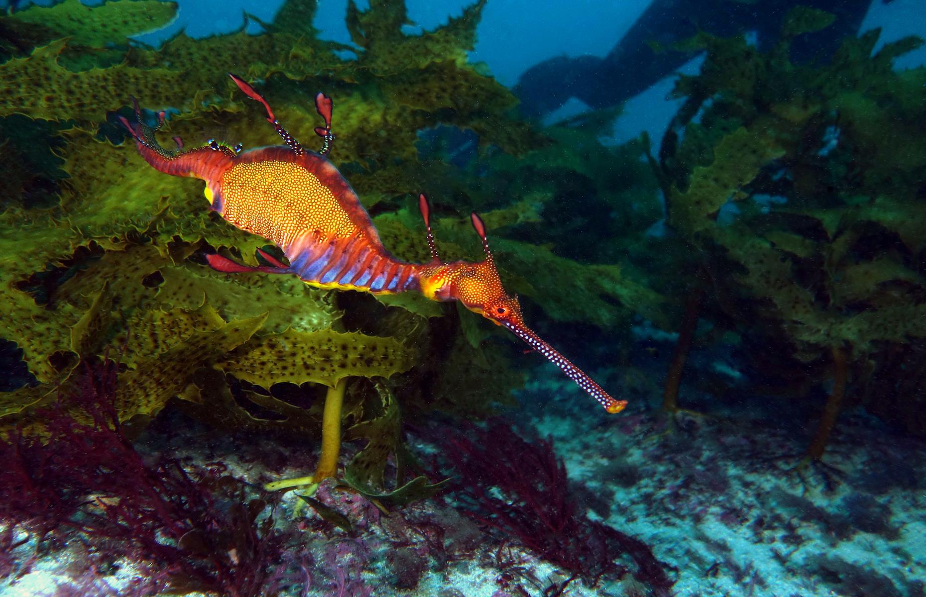 9. Dive with sea dragons, Rapid Bay, South Australia