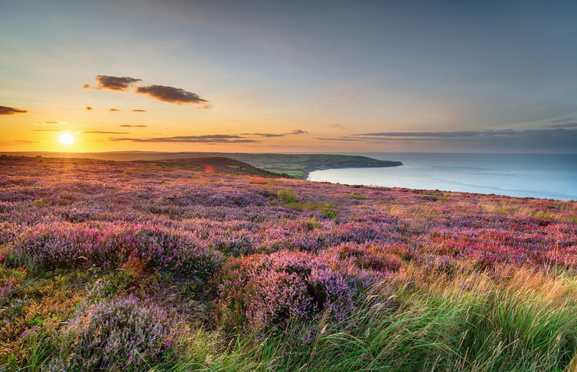 September: North York Moors, Yorkshire 