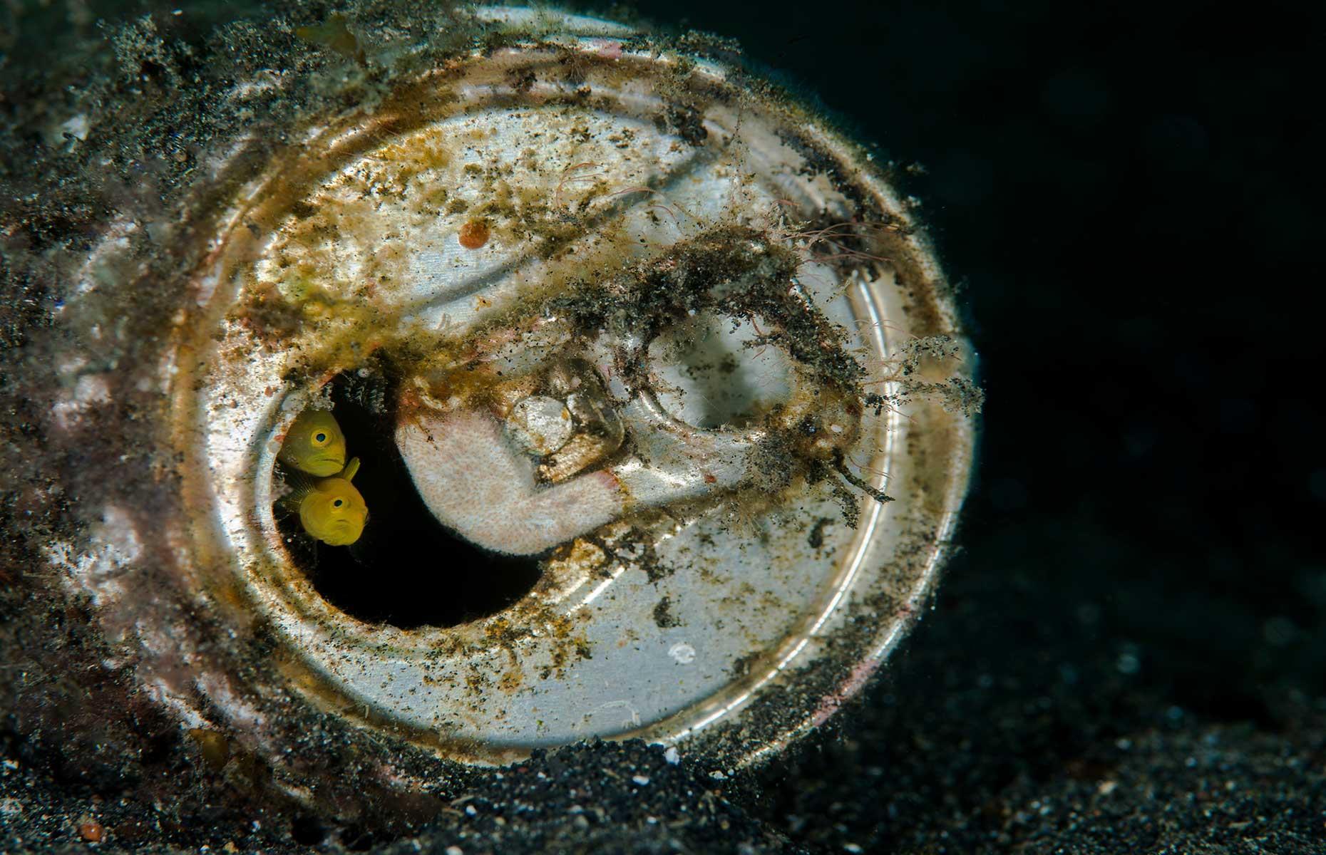 Golden pygmy gobies, Indonesia 