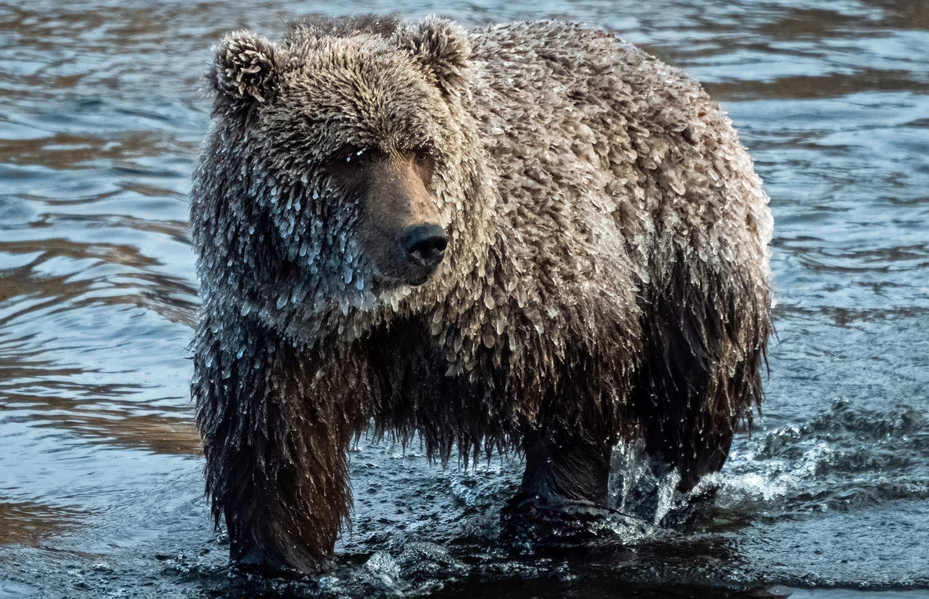 Observe 'ice bears', Bear Cave Mountain, Yukon Territory