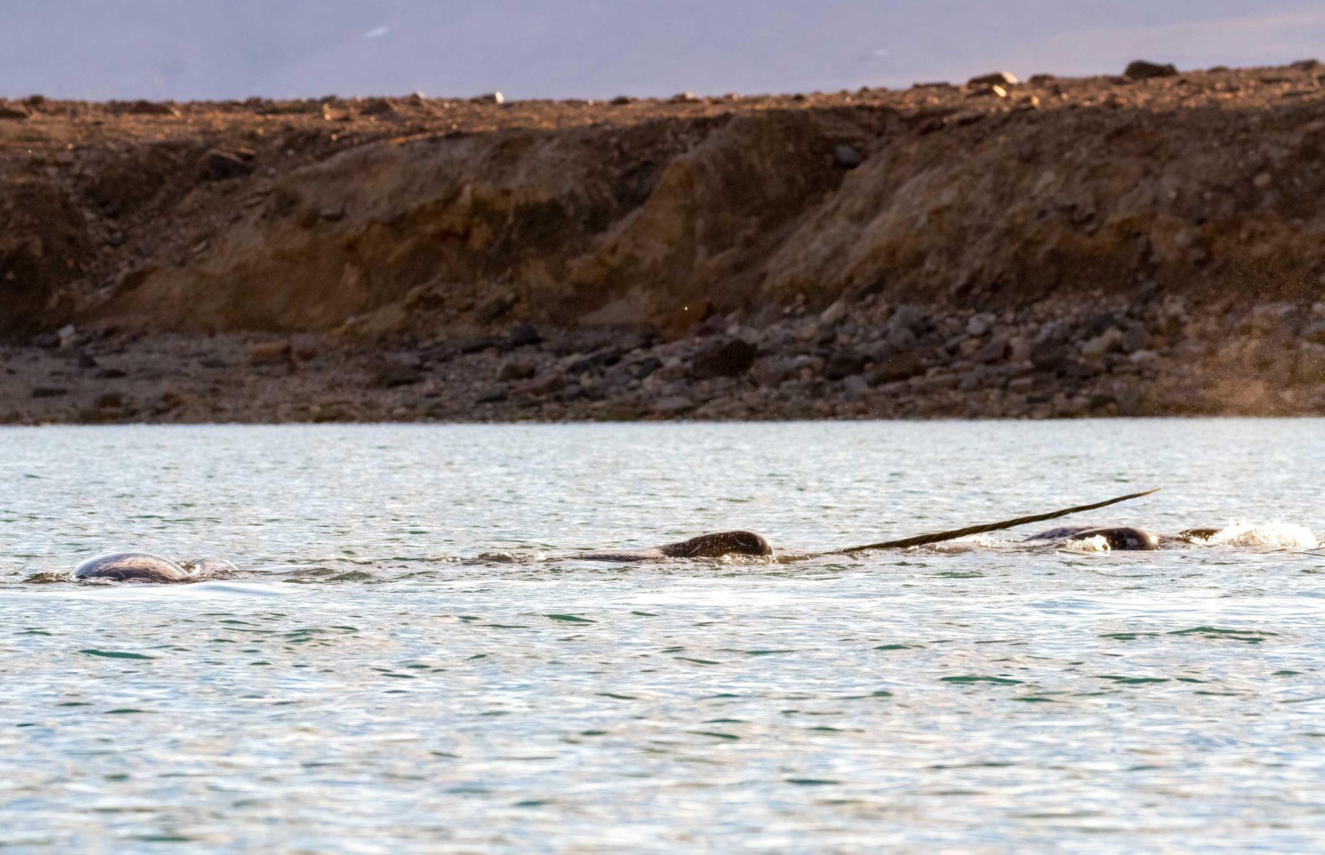 Search for narwhals, various, Nunavut