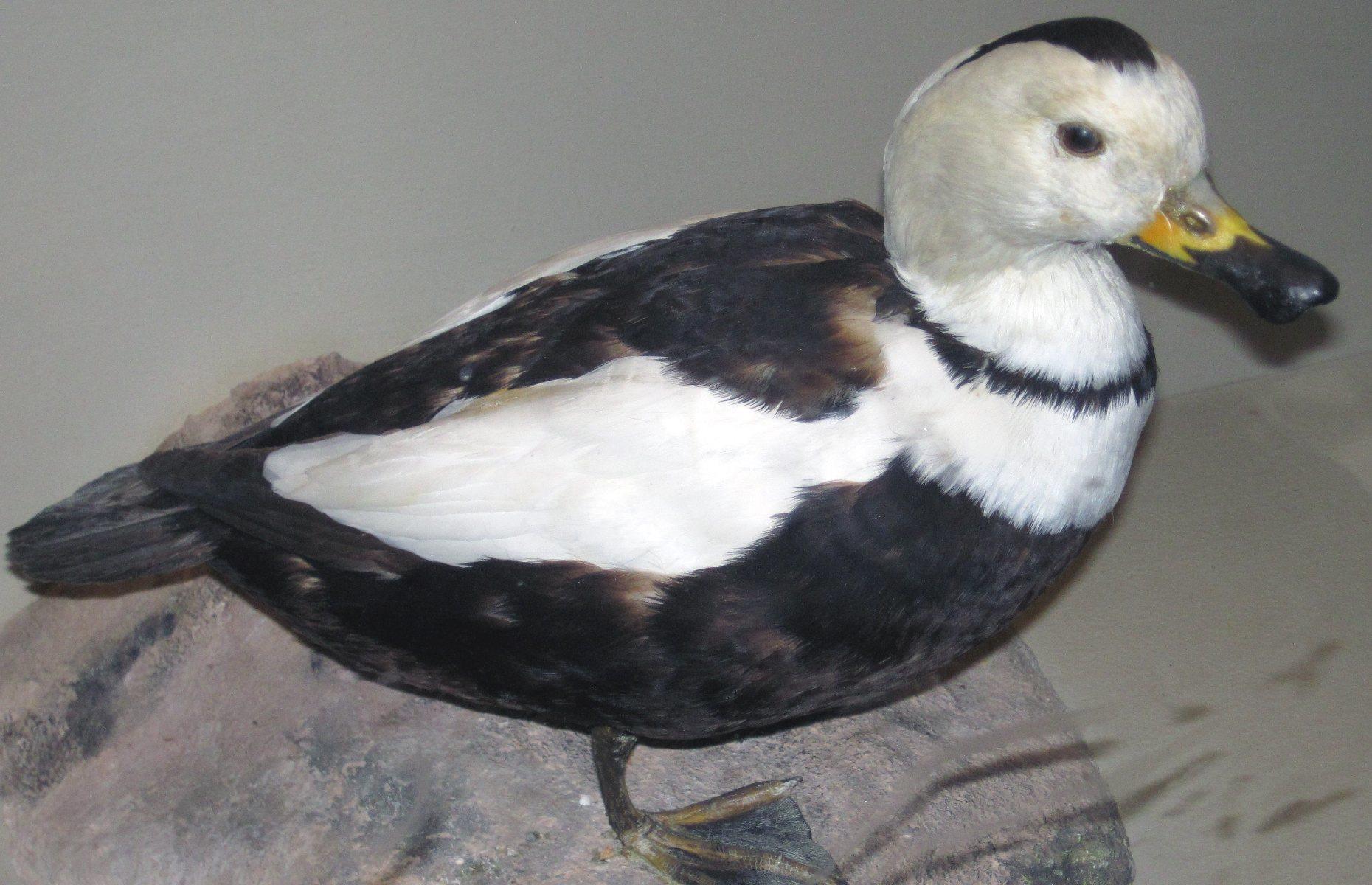 Labrador duck