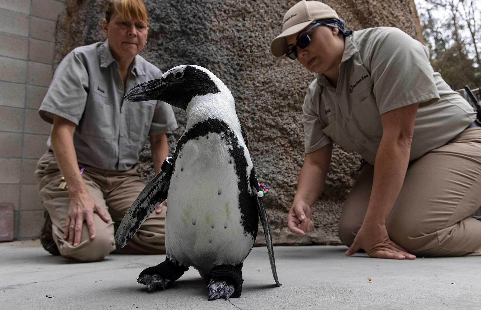 Lucas the penguin's life-changing shoes