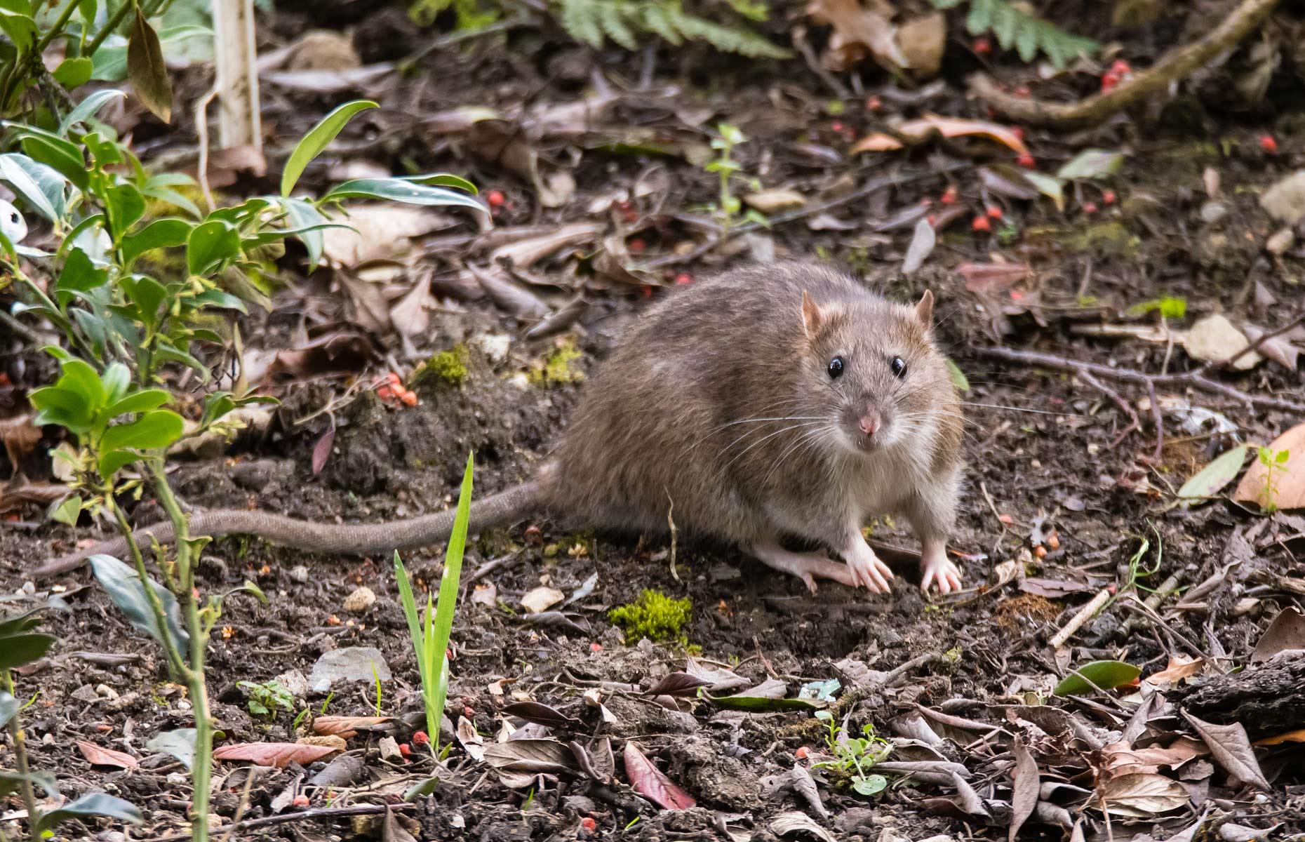 Mice and rats: treatment