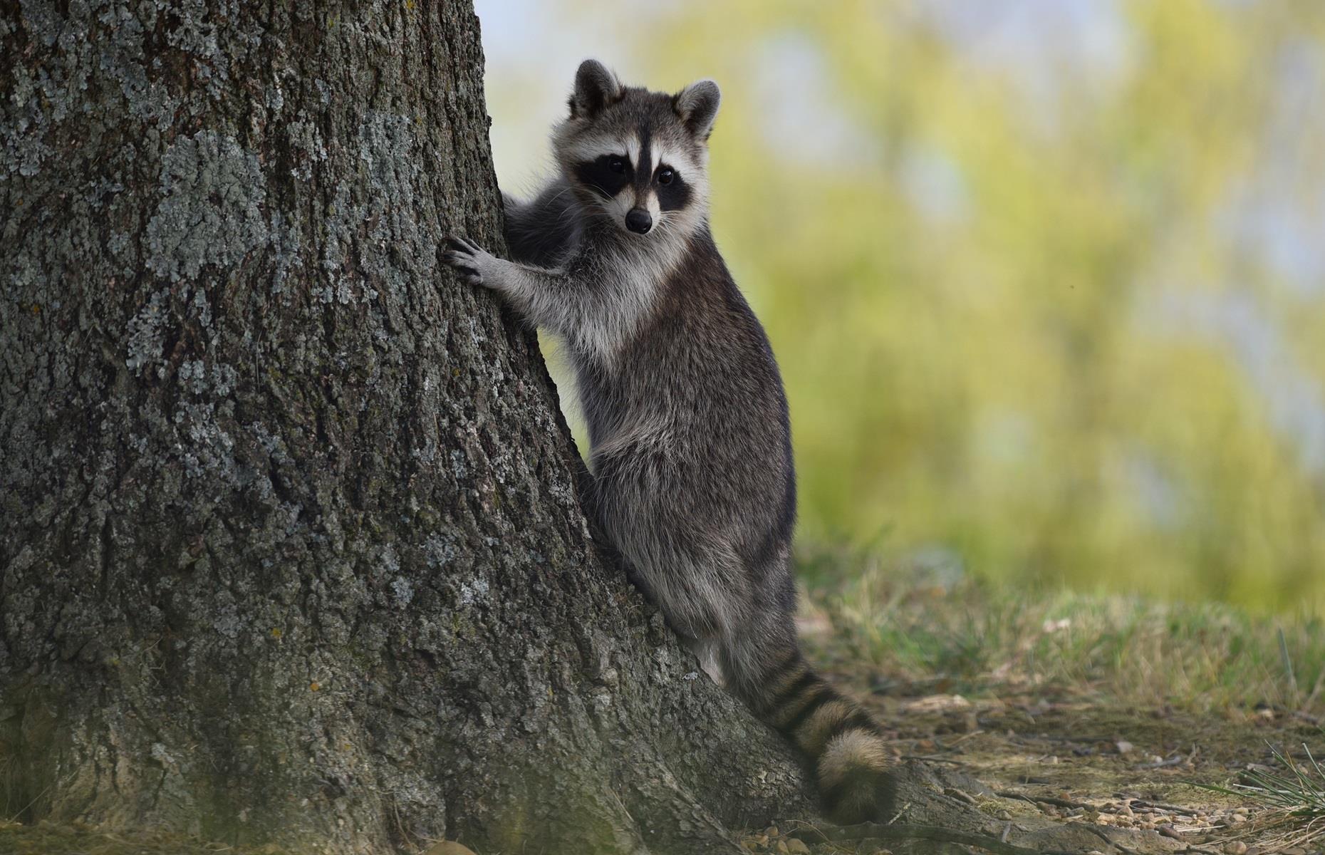 Protected species: raccoons