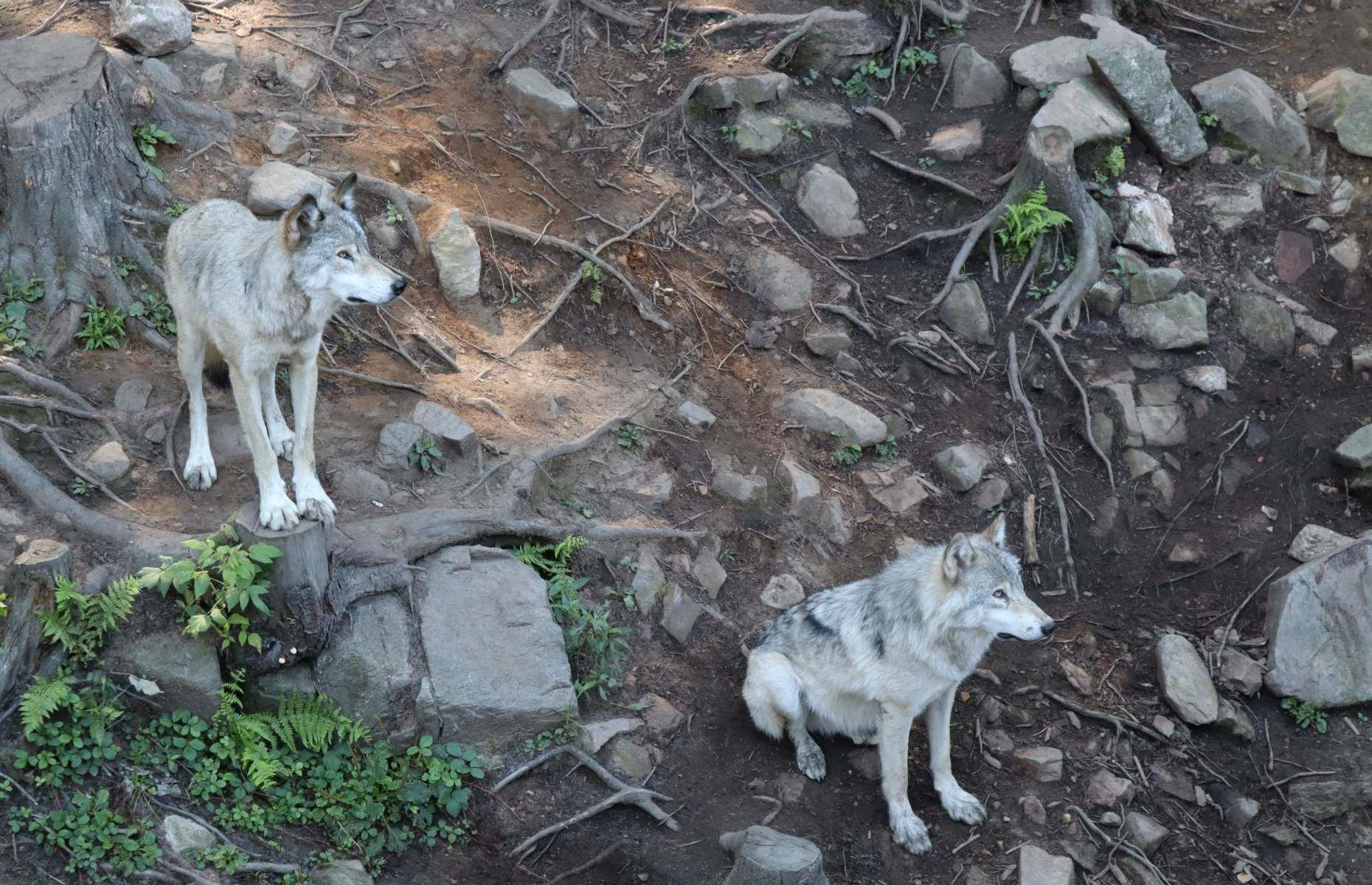 Spend the night with wolves, Parc Omega, Quebec