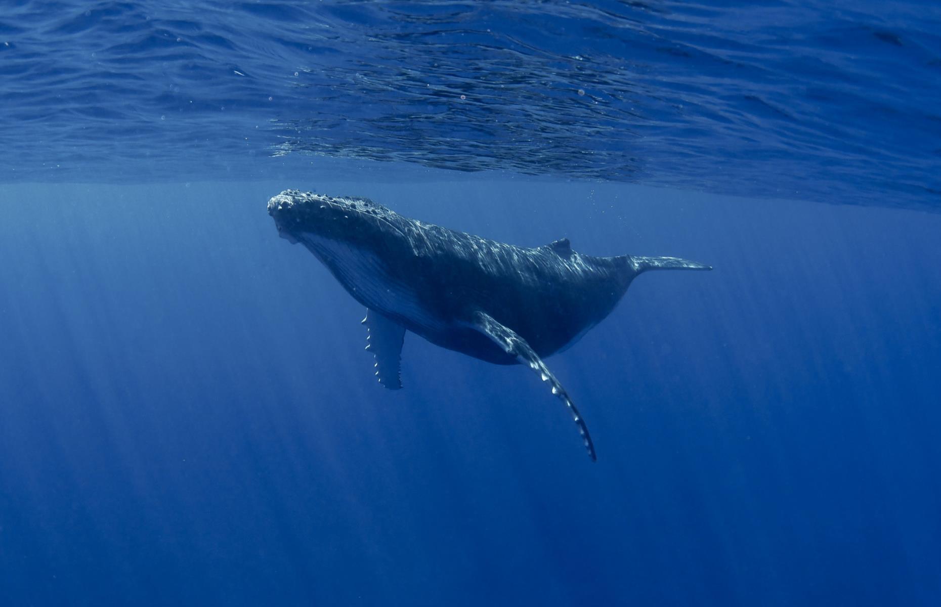 The King owns many aquatic creatures