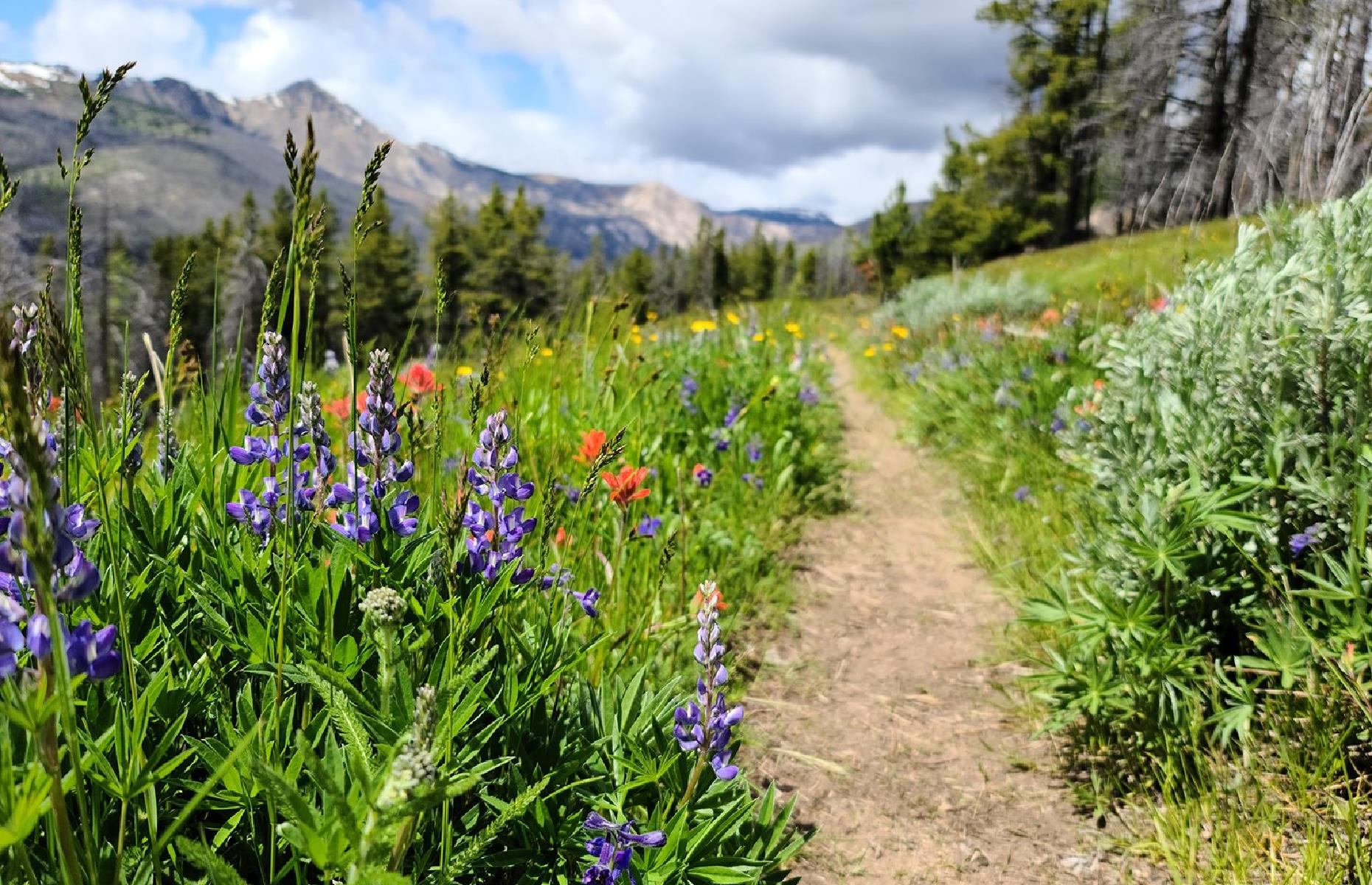 Pacific Northwest Trail