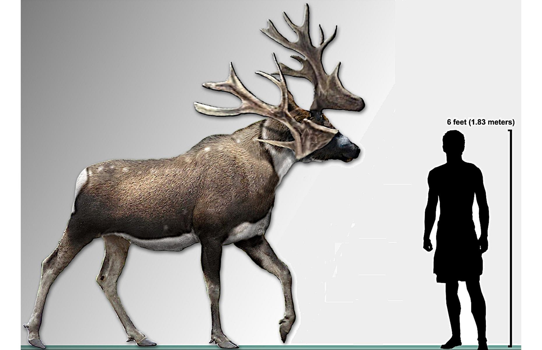 Stag-moose