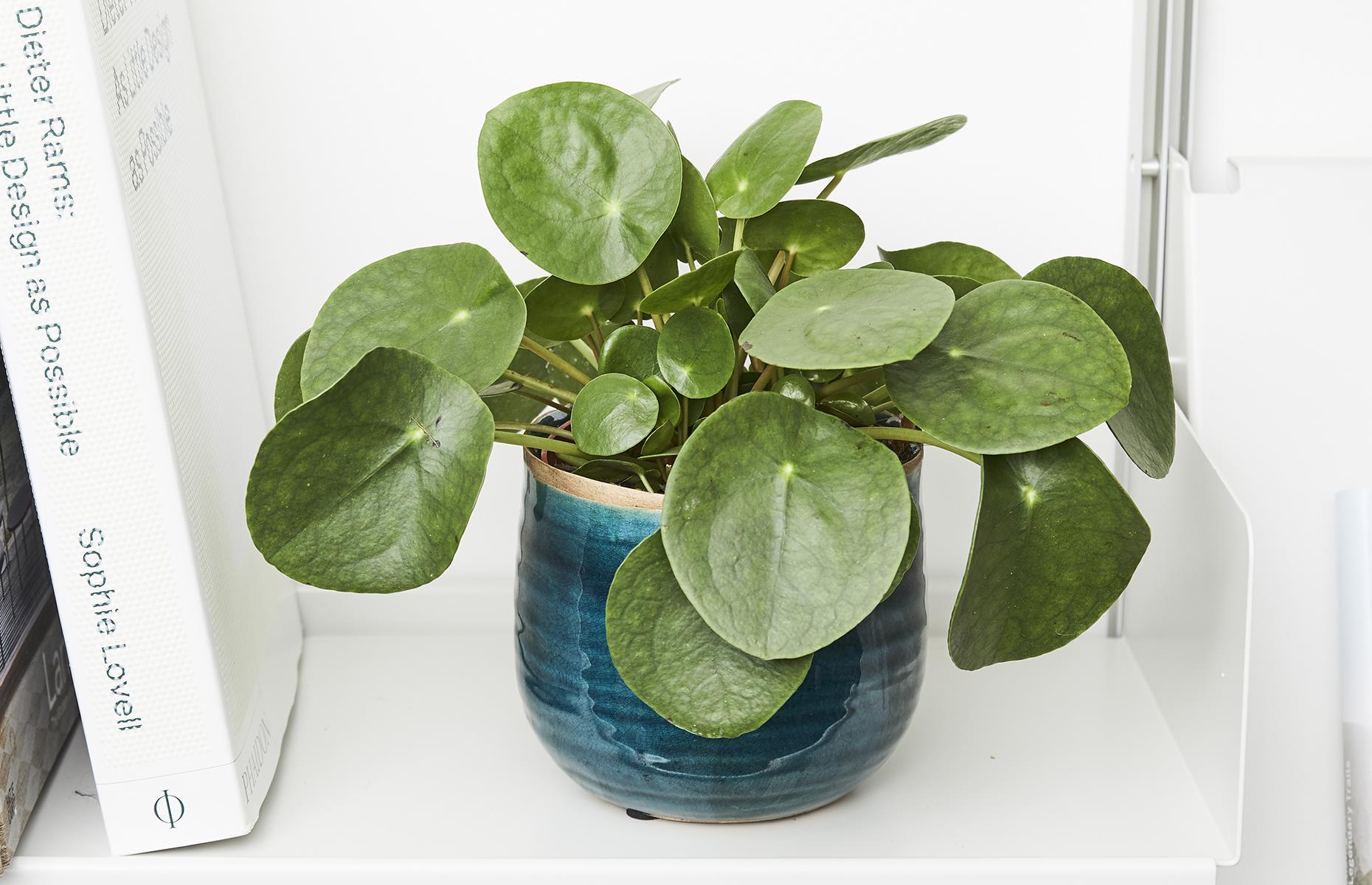 Chinese money Plant (Pilea peperomioides)