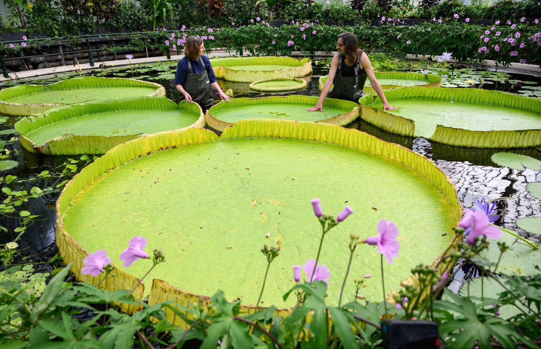 The world’s largest water lily was discovered in the UK