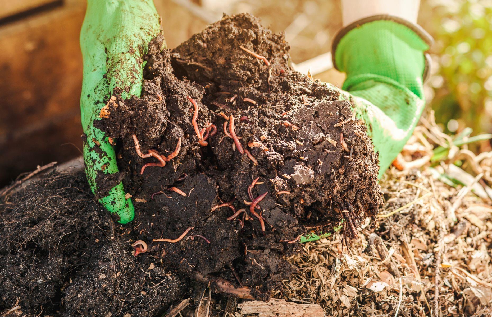 Clean up garden debris