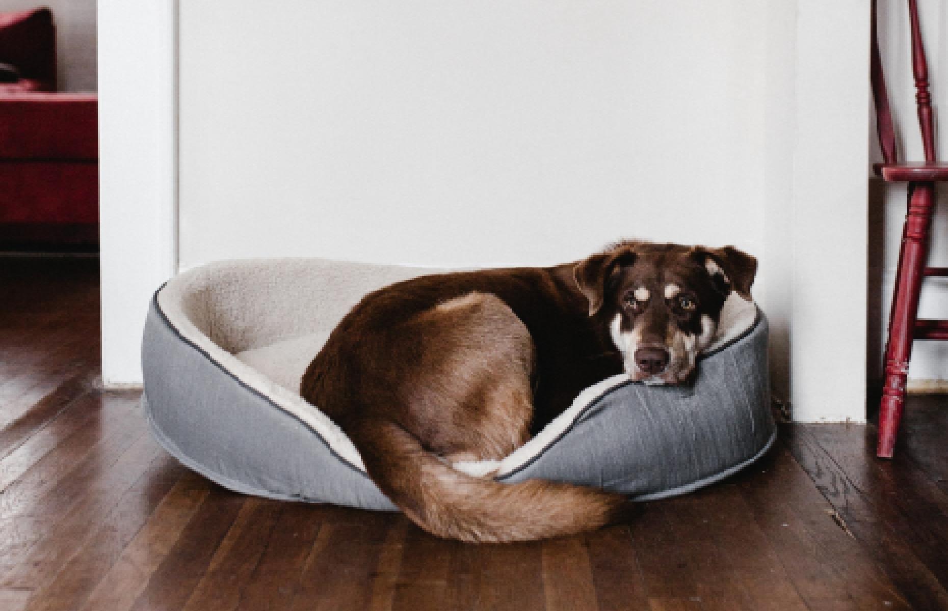 Drop off old pet items