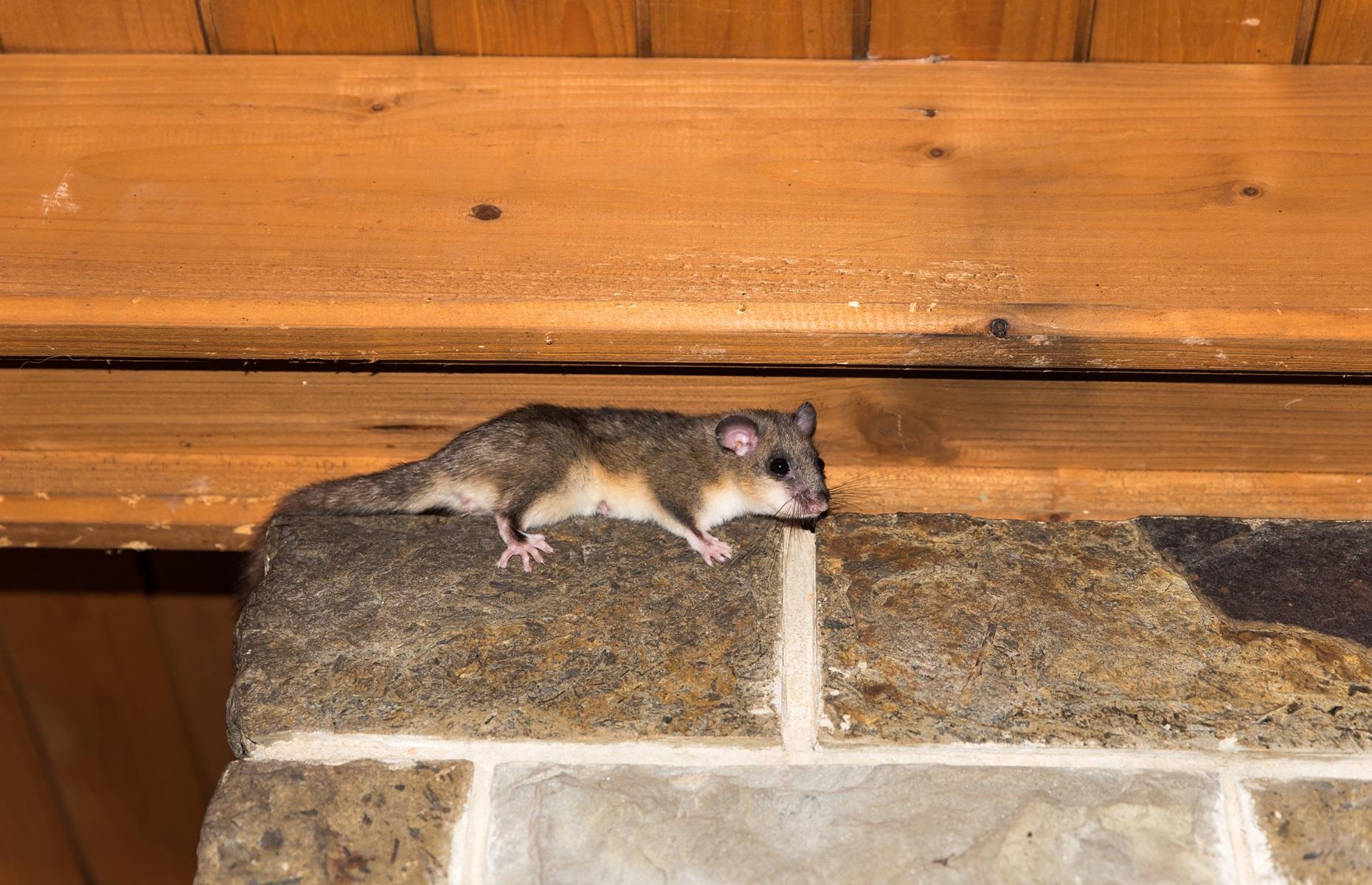 How to get rid of dormice legally