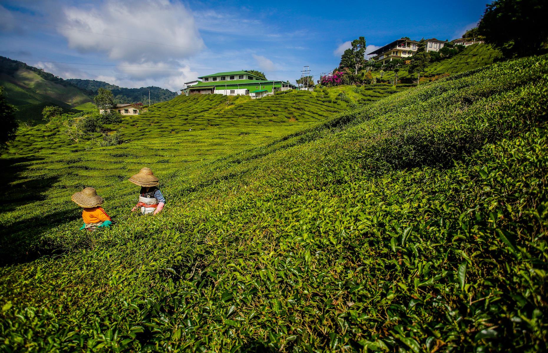 Tanah Rata, Malaysia
