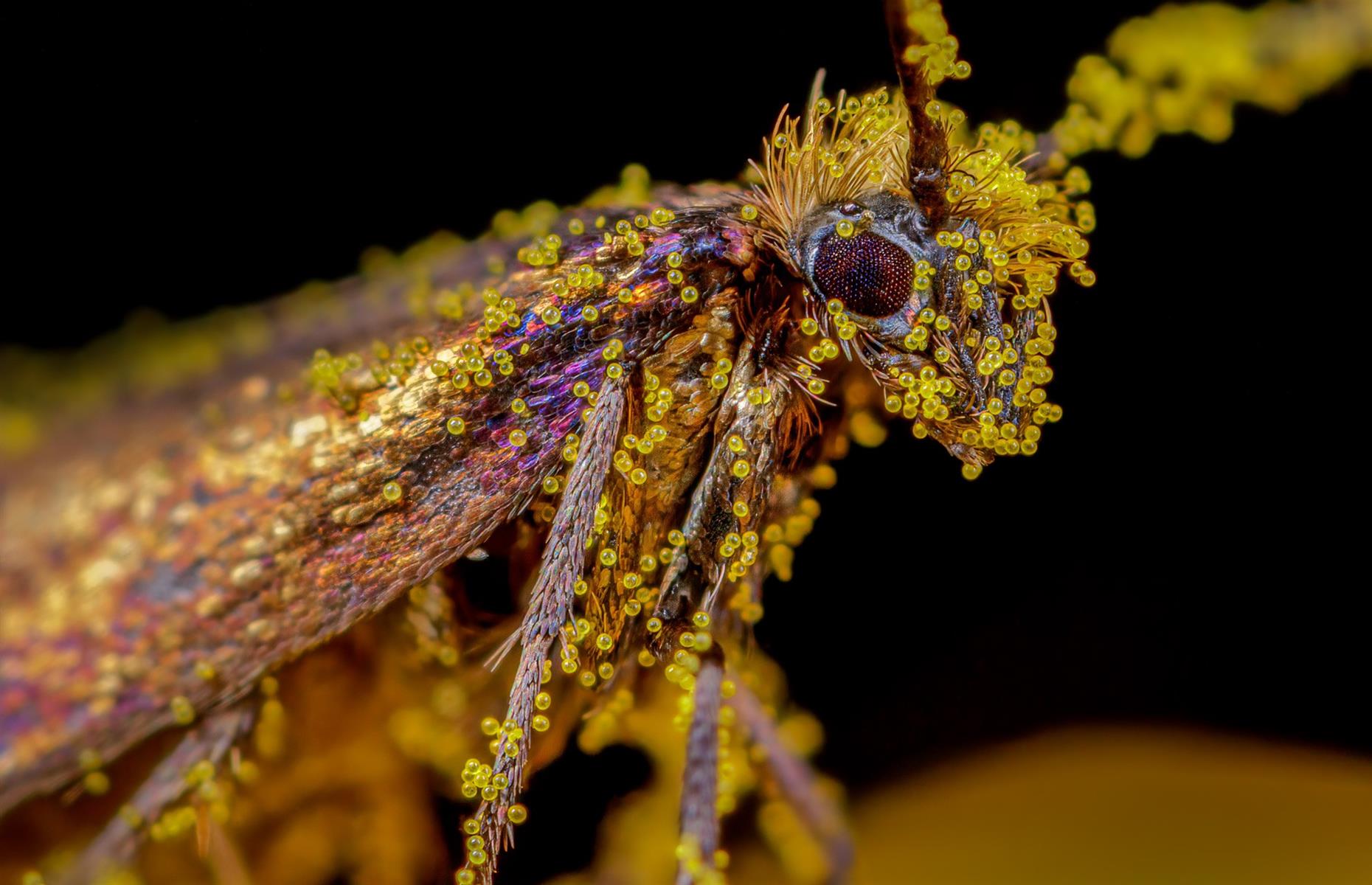 Pretty in Pollen