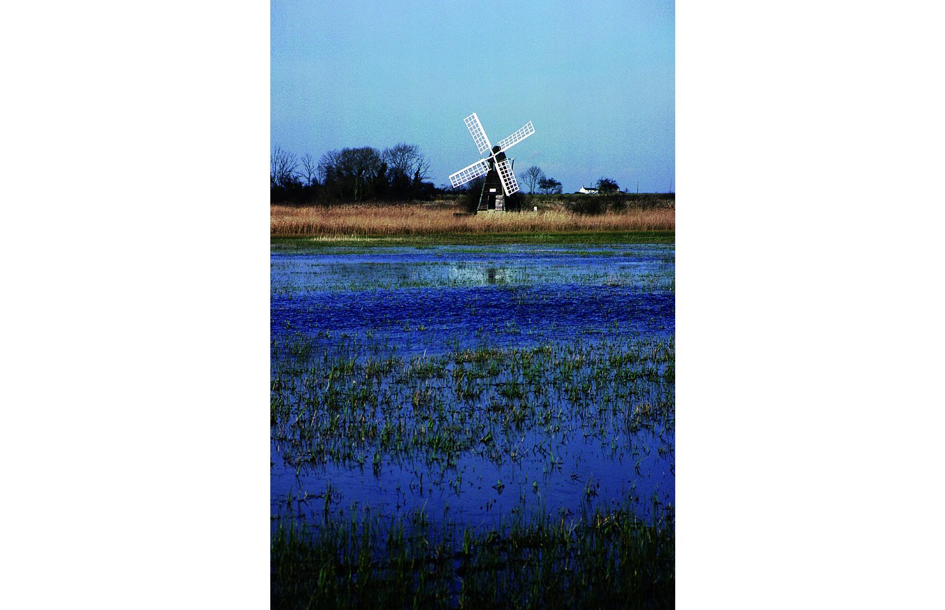 August: Wicken Fen, Cambridgeshire 