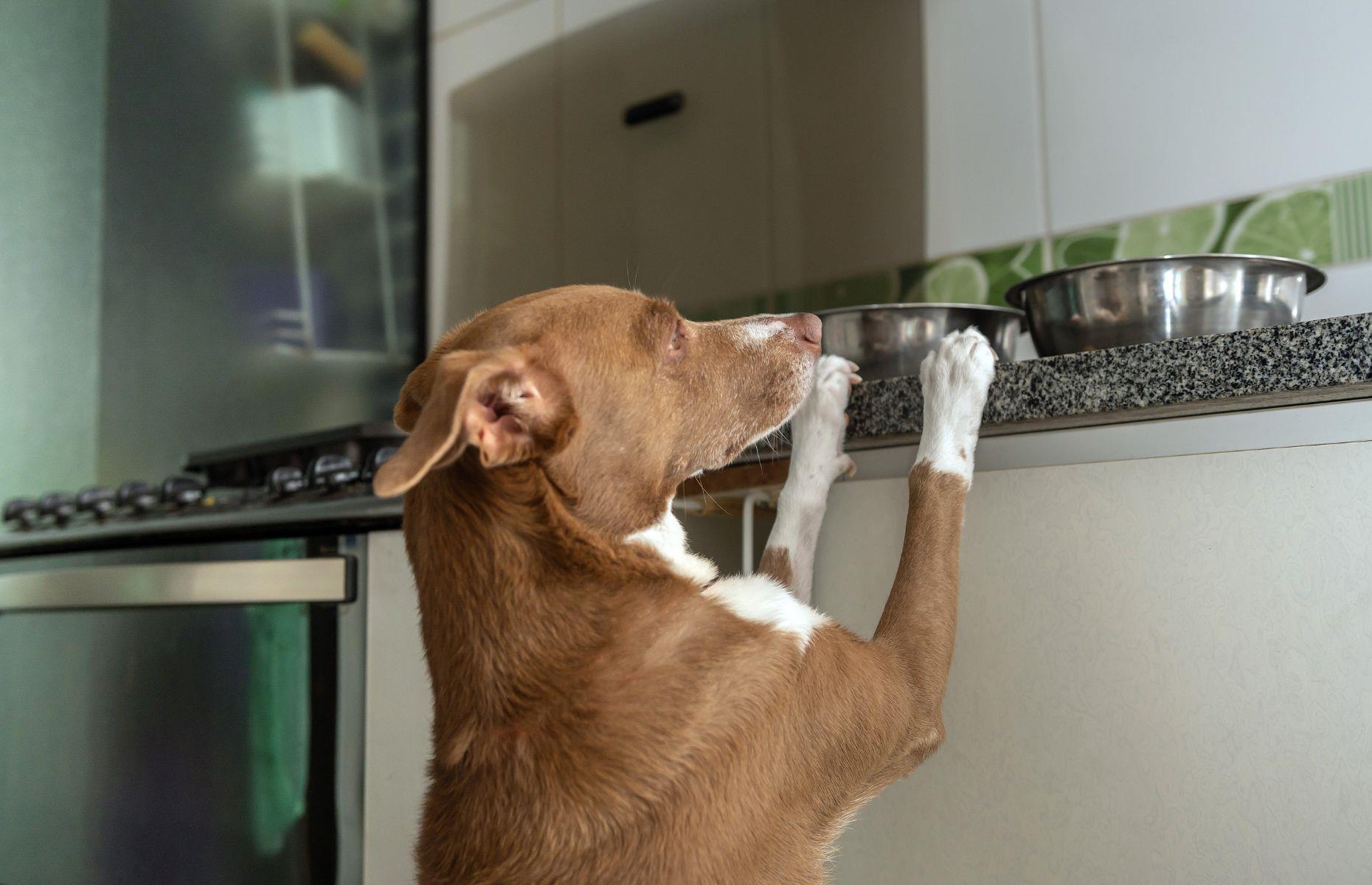 40. Stroking or feeding your pets as you cook