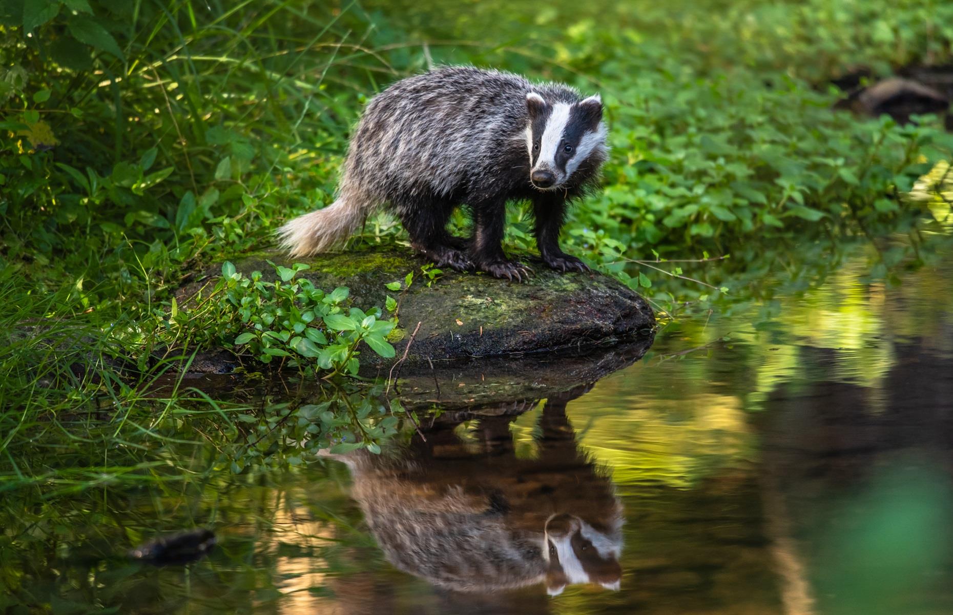 Protected species: badgers