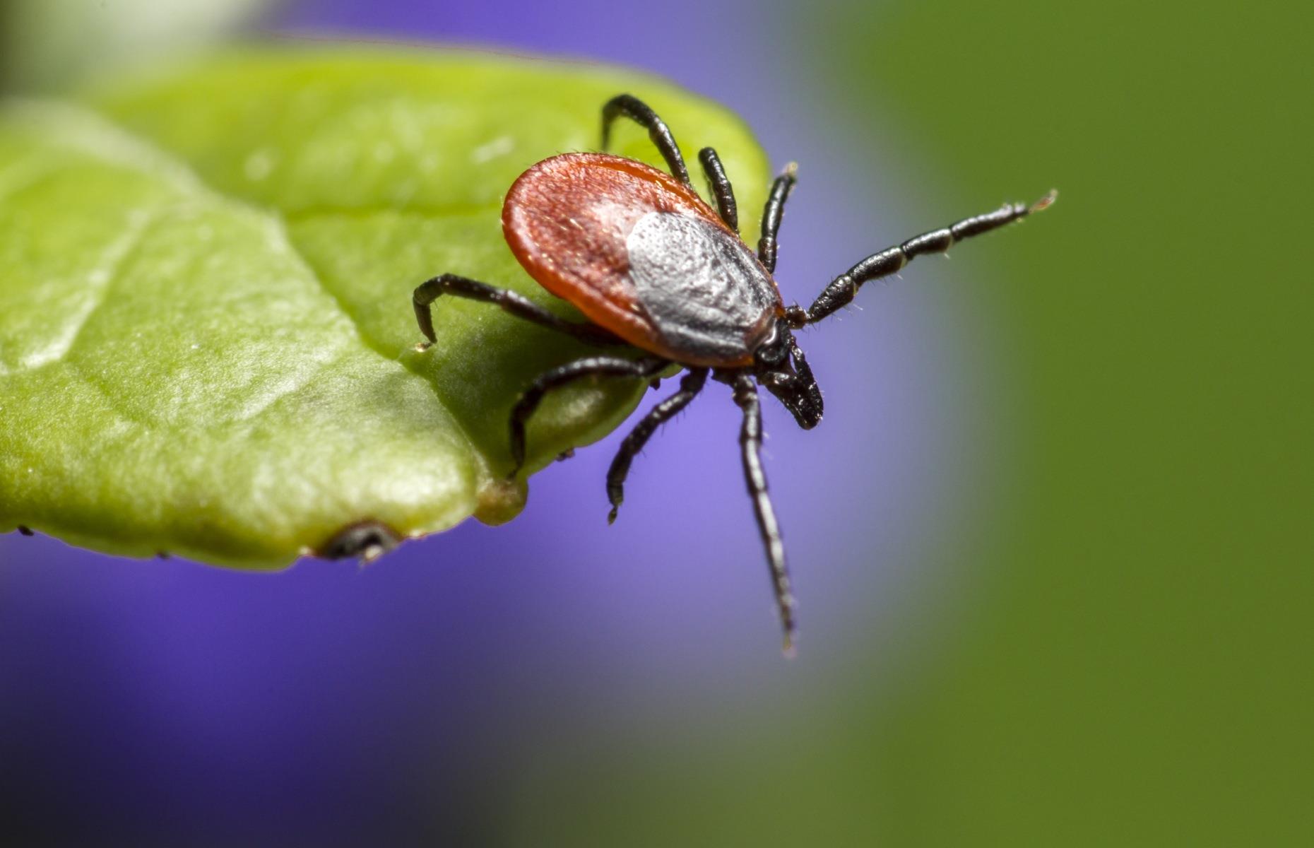 14. Castor bean tick