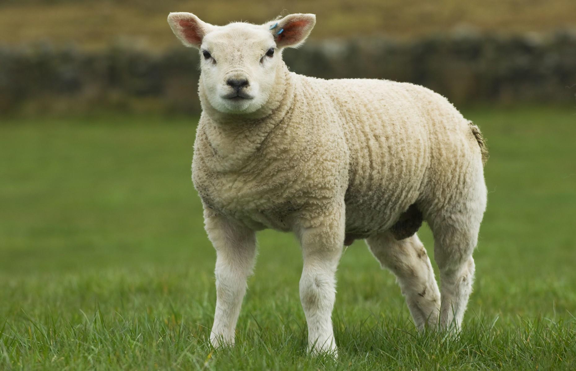 Sheep: $477,000 (£367.5k) 