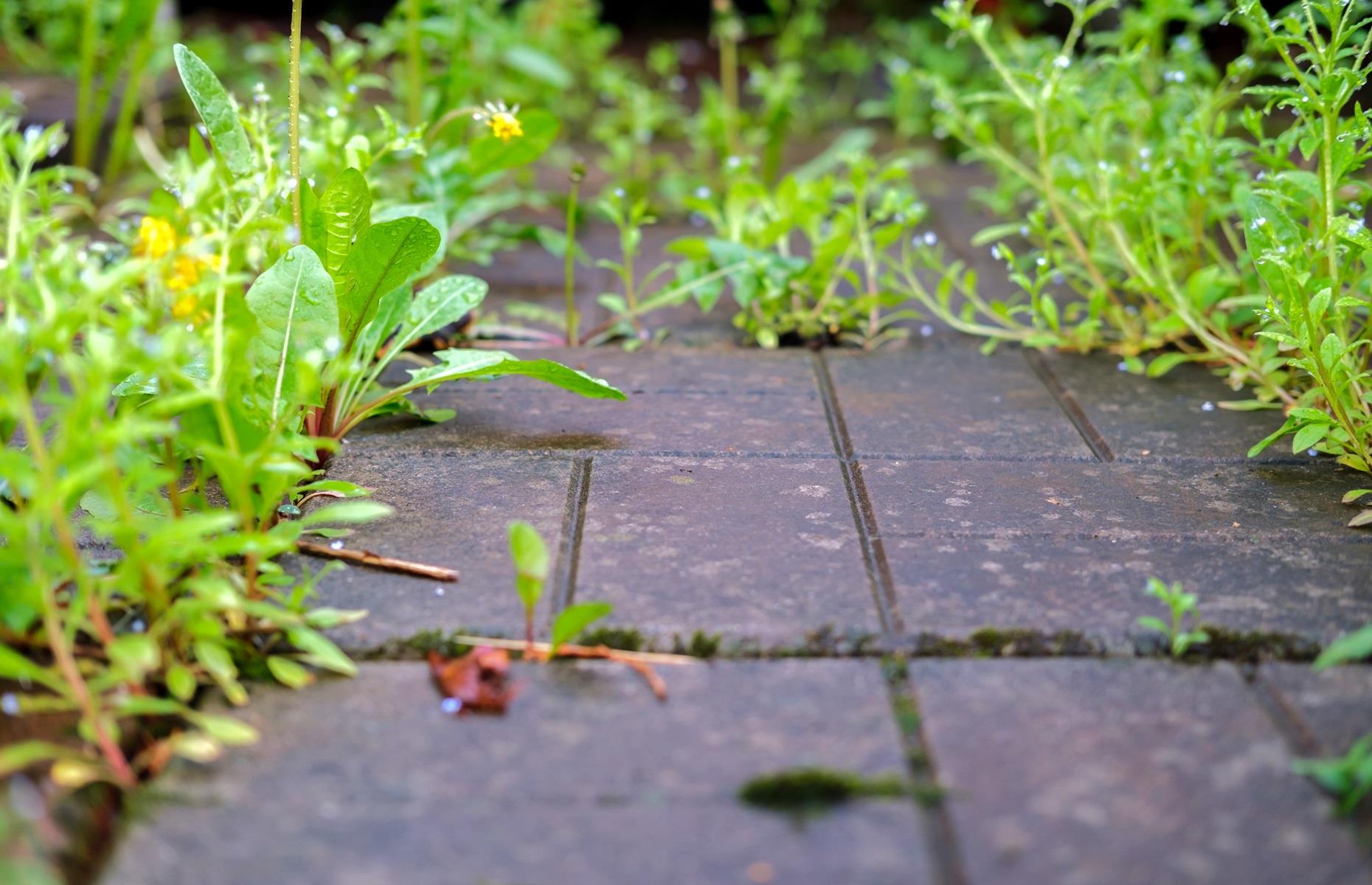 Remove weeds