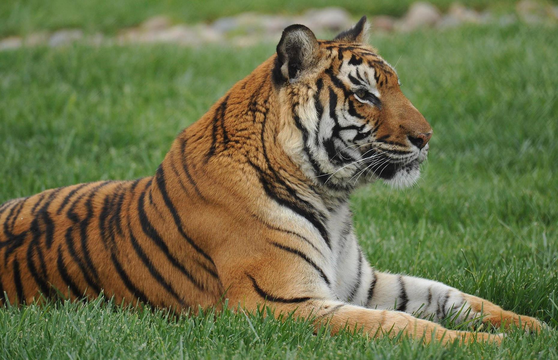 Give San Diego Zoo a miss and head to California's Lions, Tigers and Bears