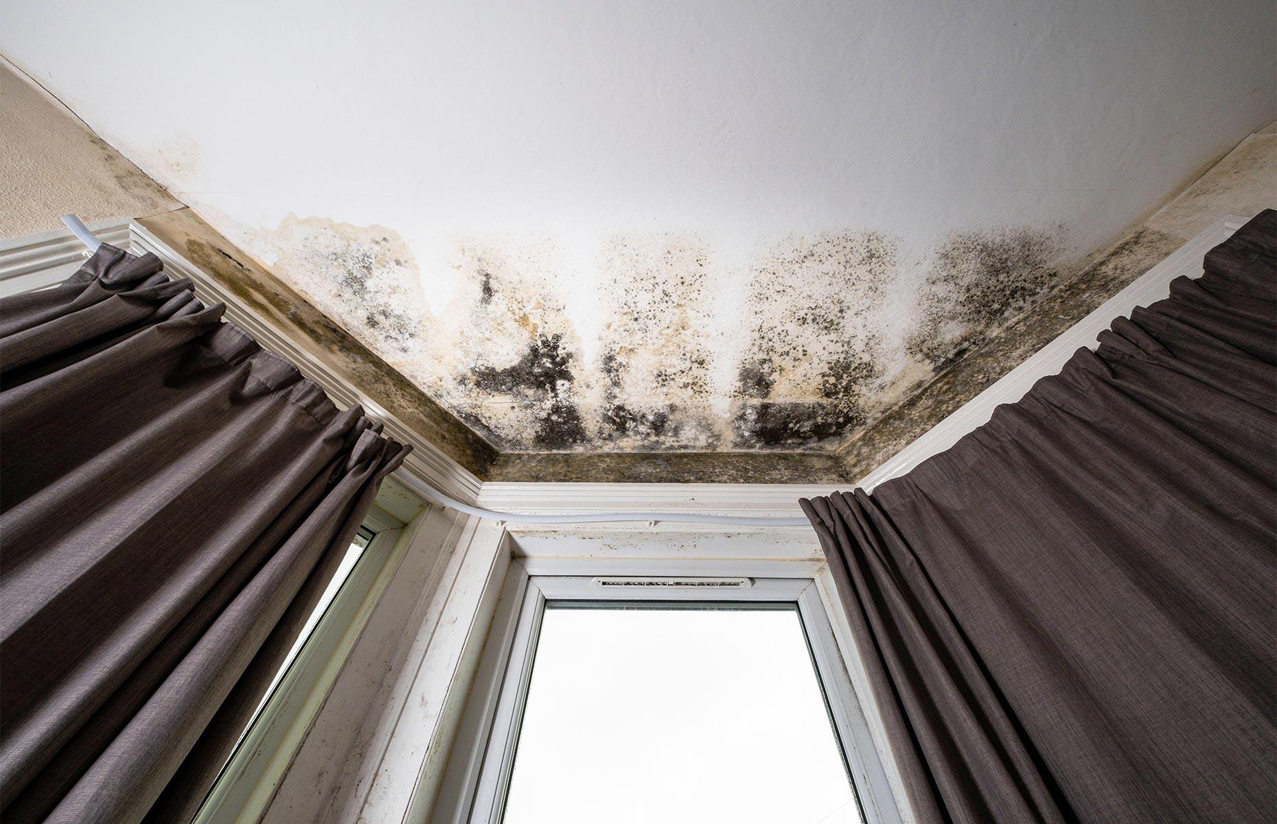 How to banish mould from your home for good