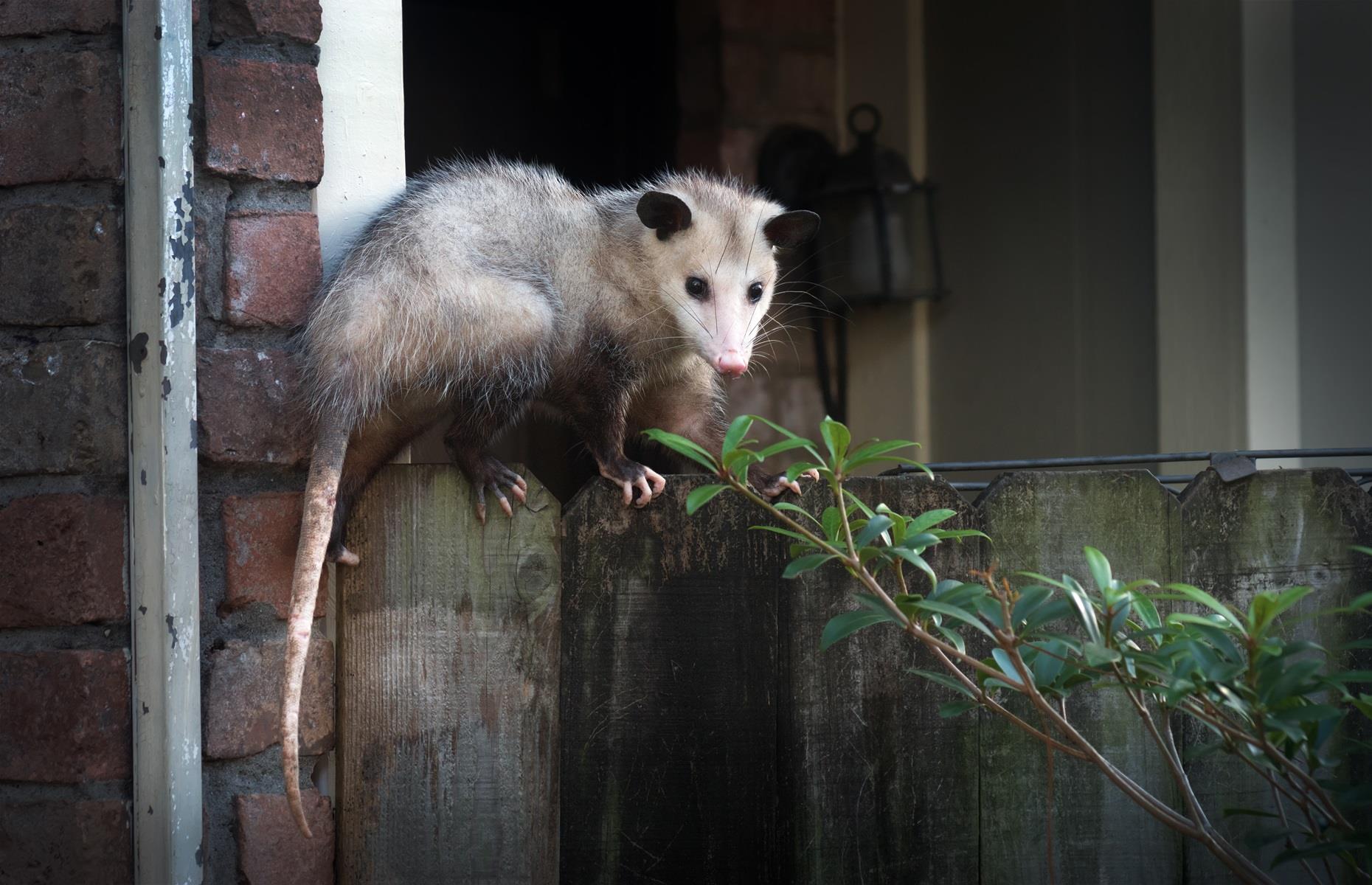 Species: opossums