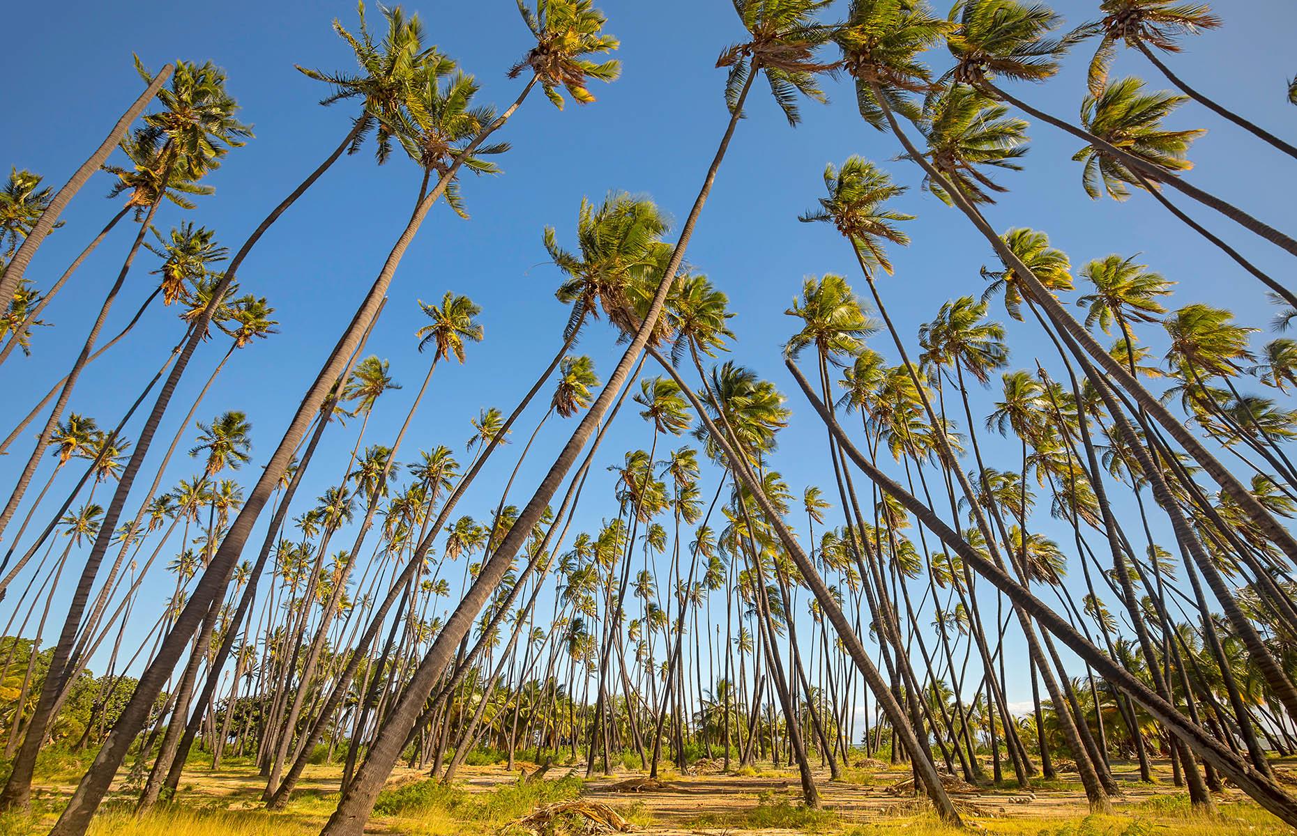 Kapuaiwa Coconut Grove, Molokai