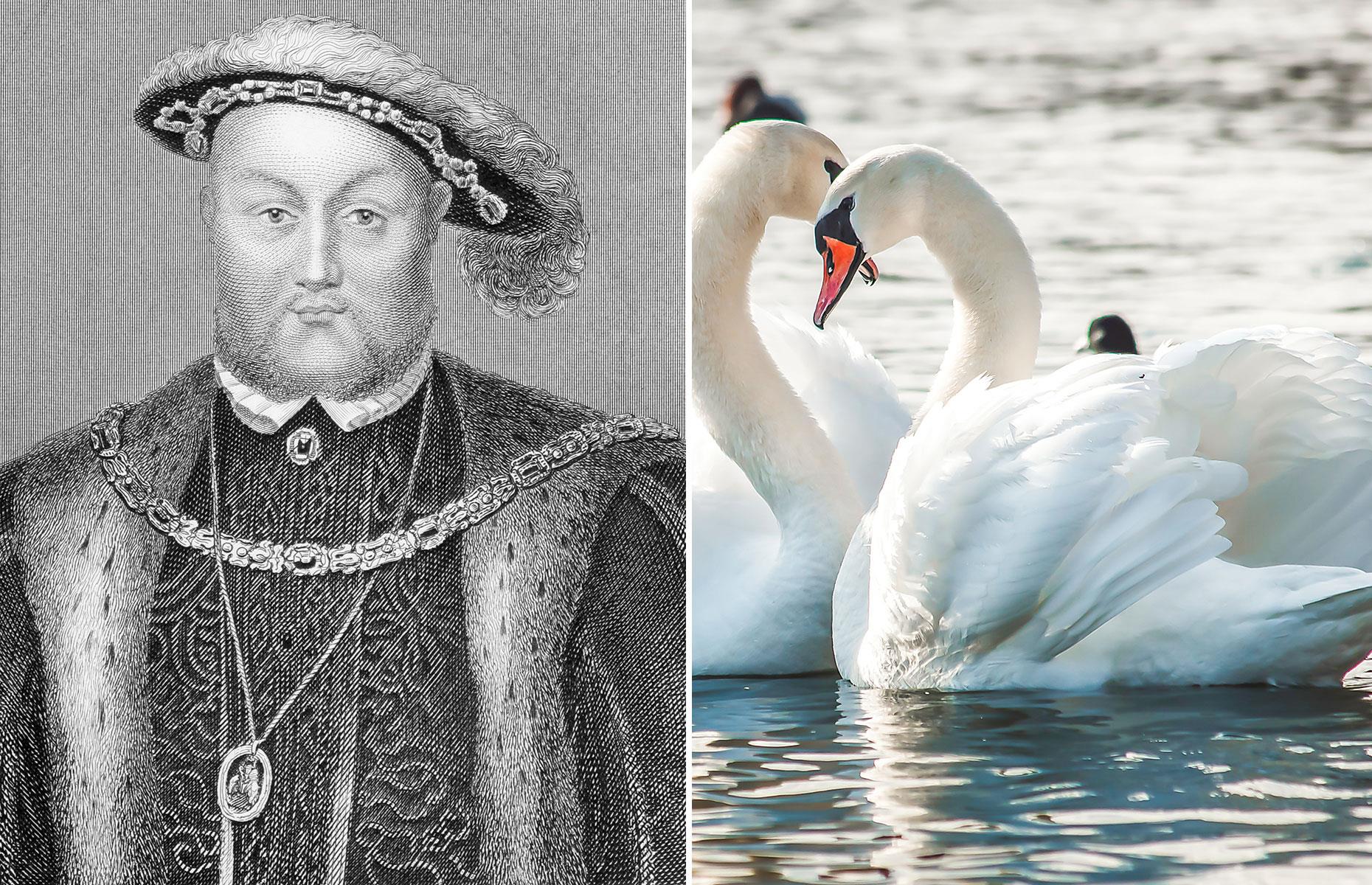 Henry VIII’s stuffed swan