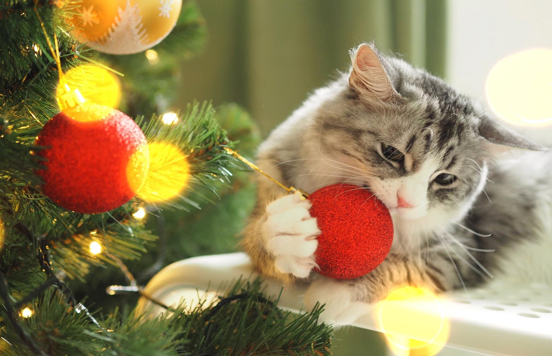 Árboles y adornos de Navidad
