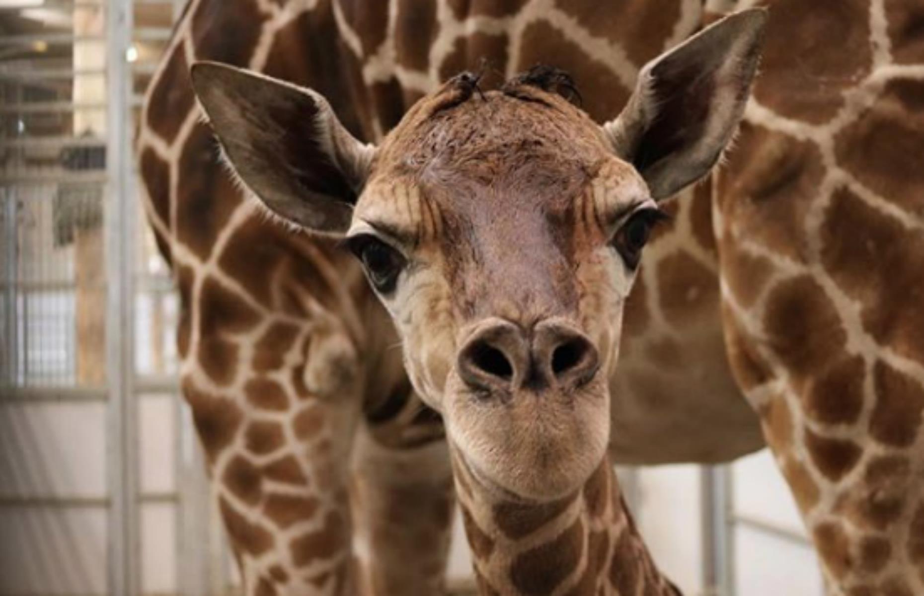 Henry Doorly Zoo & Aquarium, Omaha, Nebraska
