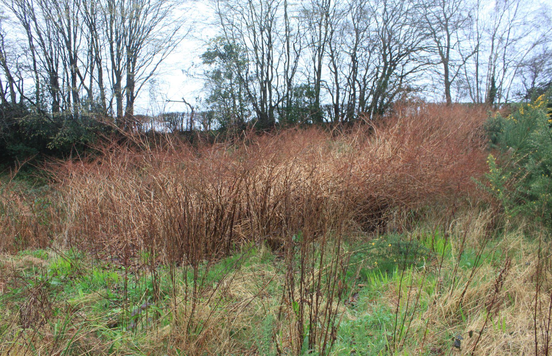 How to identify Japanese knotweed