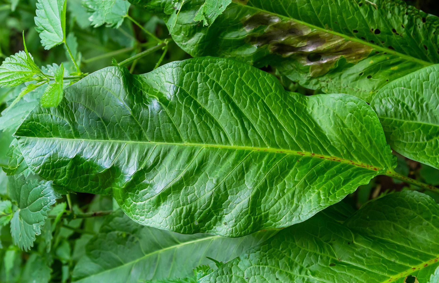 How to identify broad-leaved dock