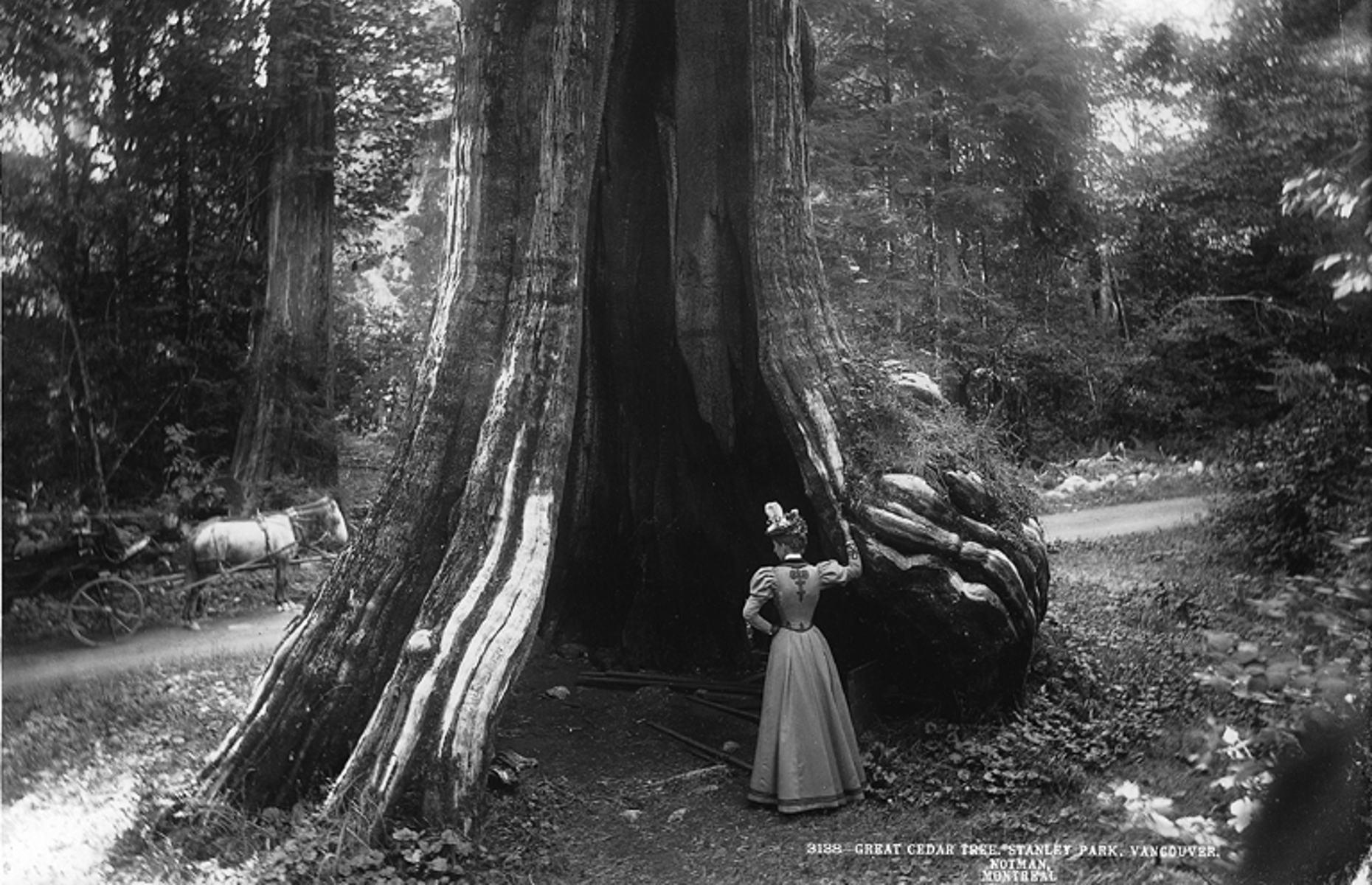 1897: cedar tree in Vancouver’s Stanley Park, British Columbia